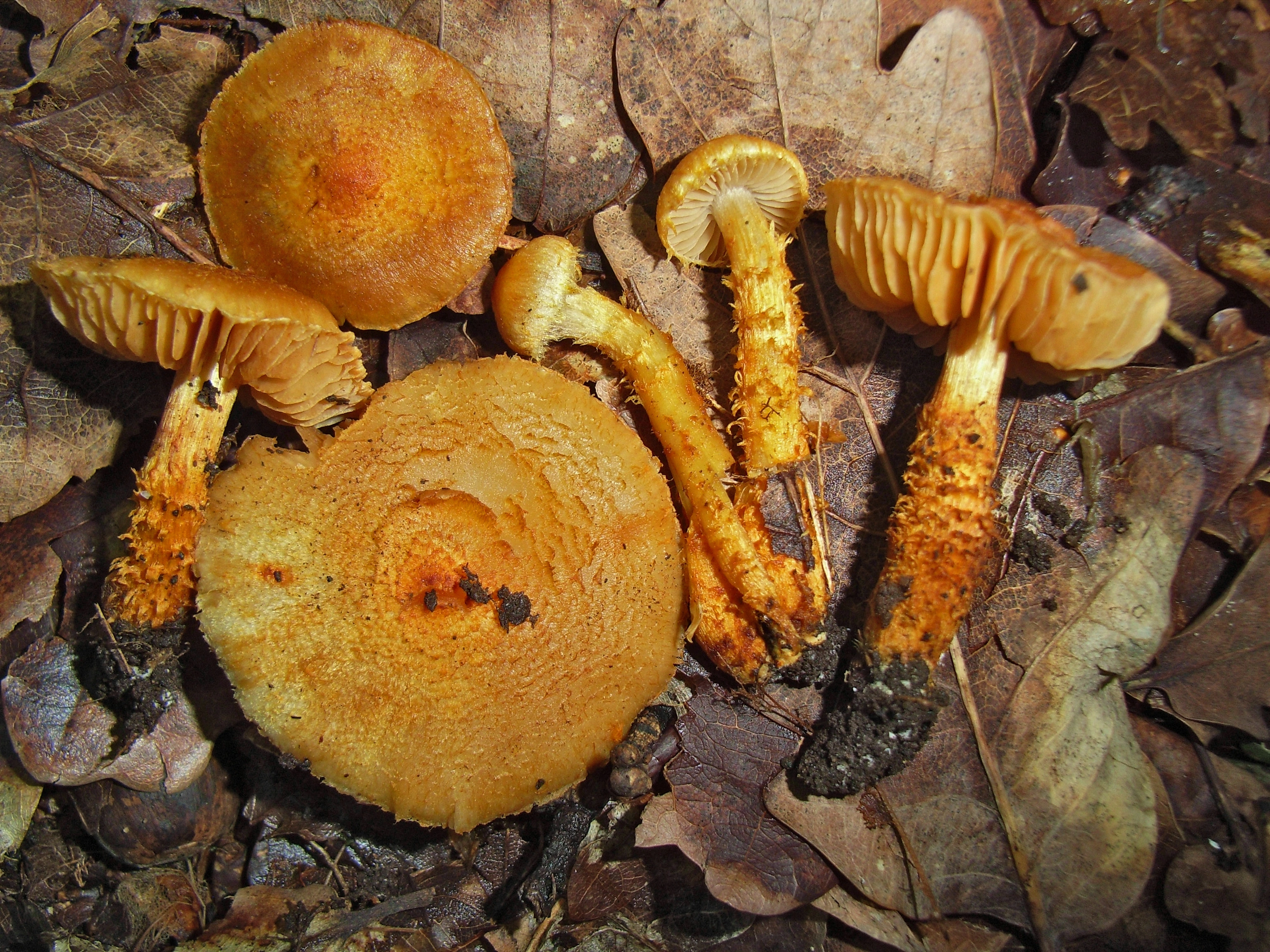 : Cortinarius humicola.