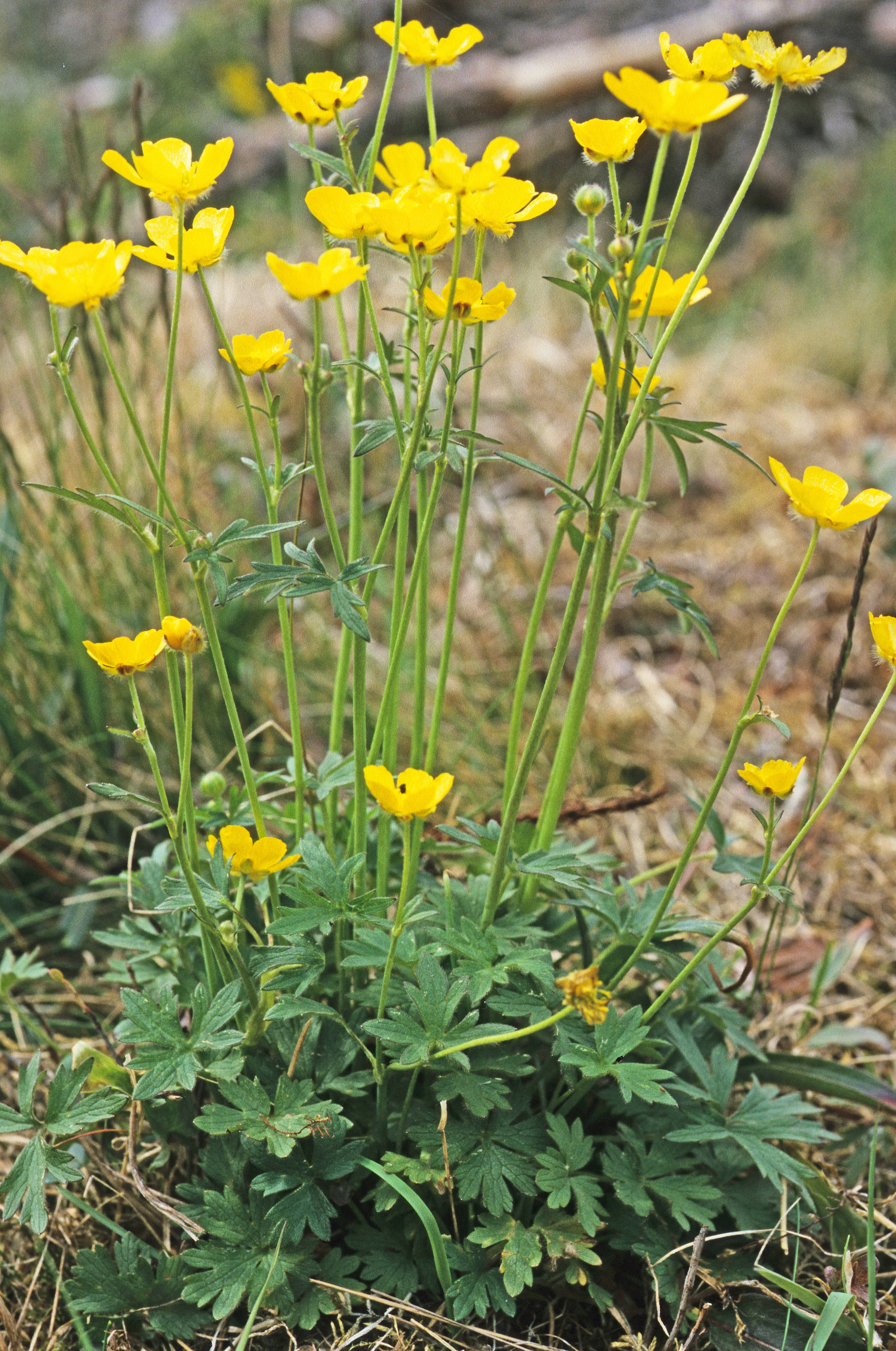 : Ranunculus acris.