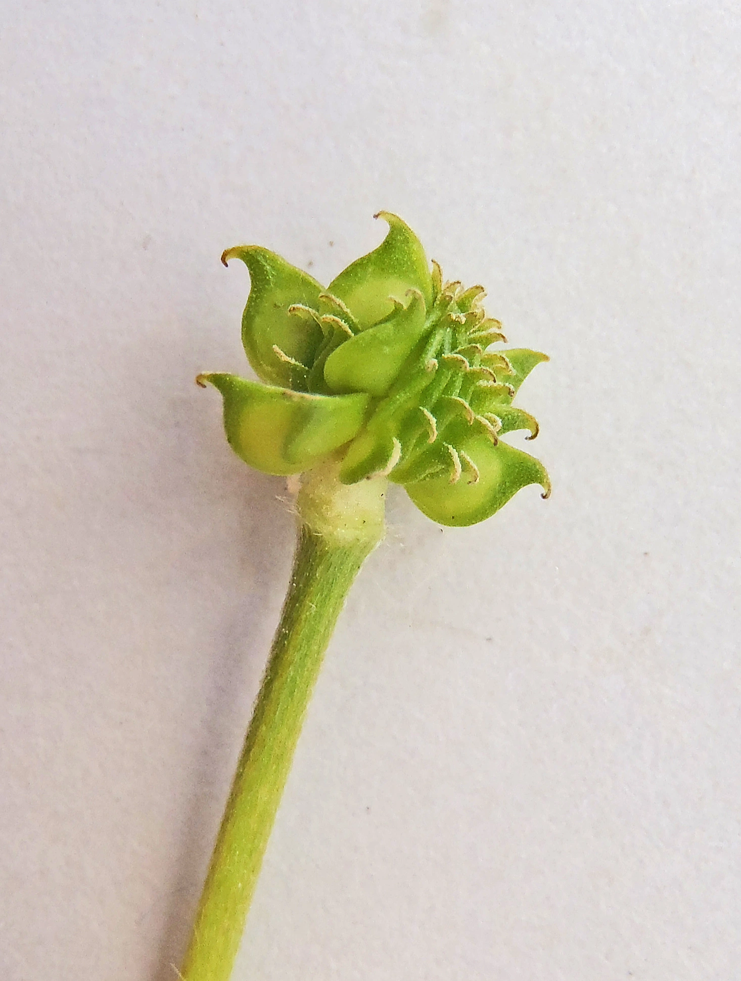 : Ranunculus acris acris.