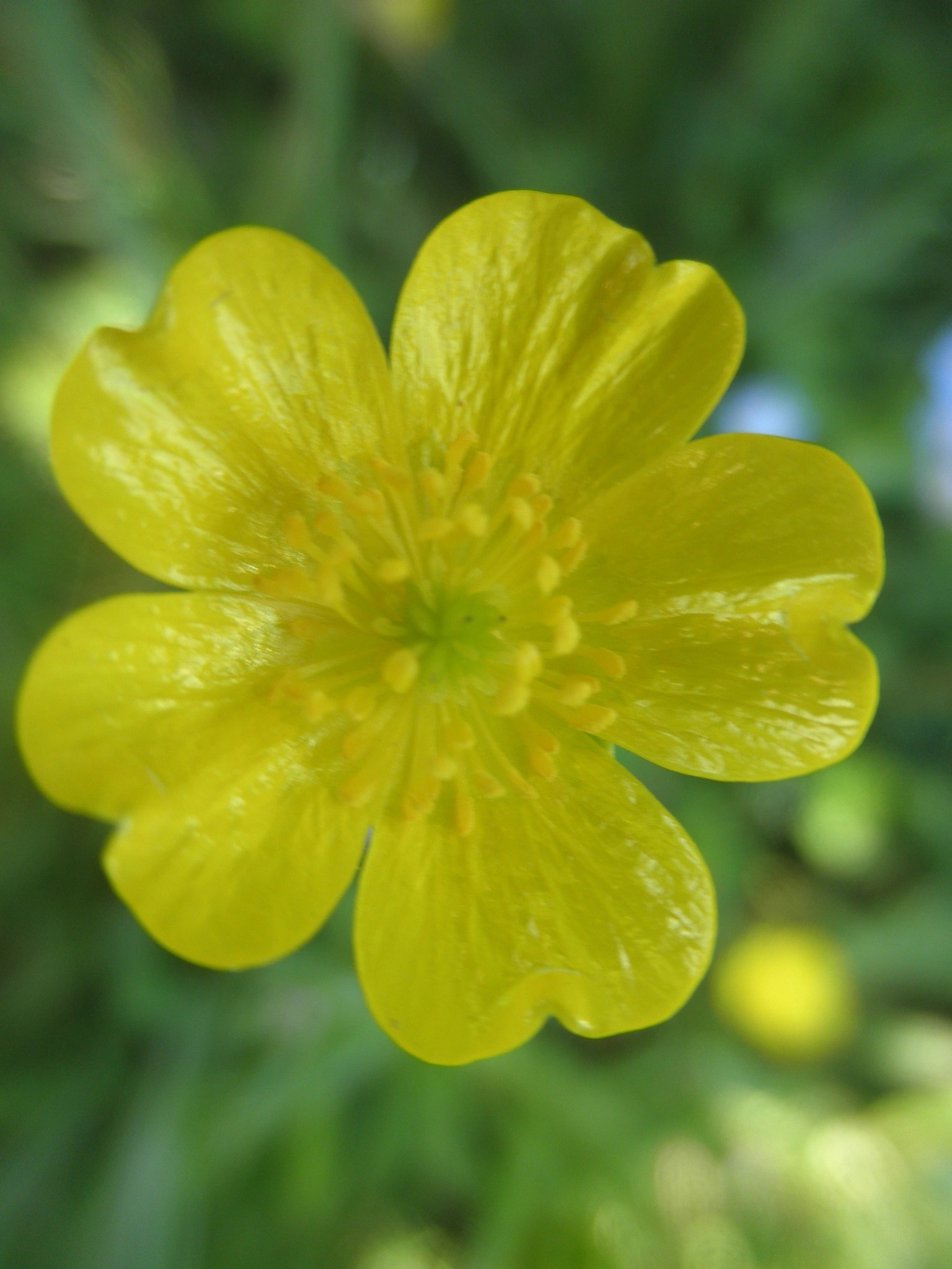 : Ranunculus acris acris.