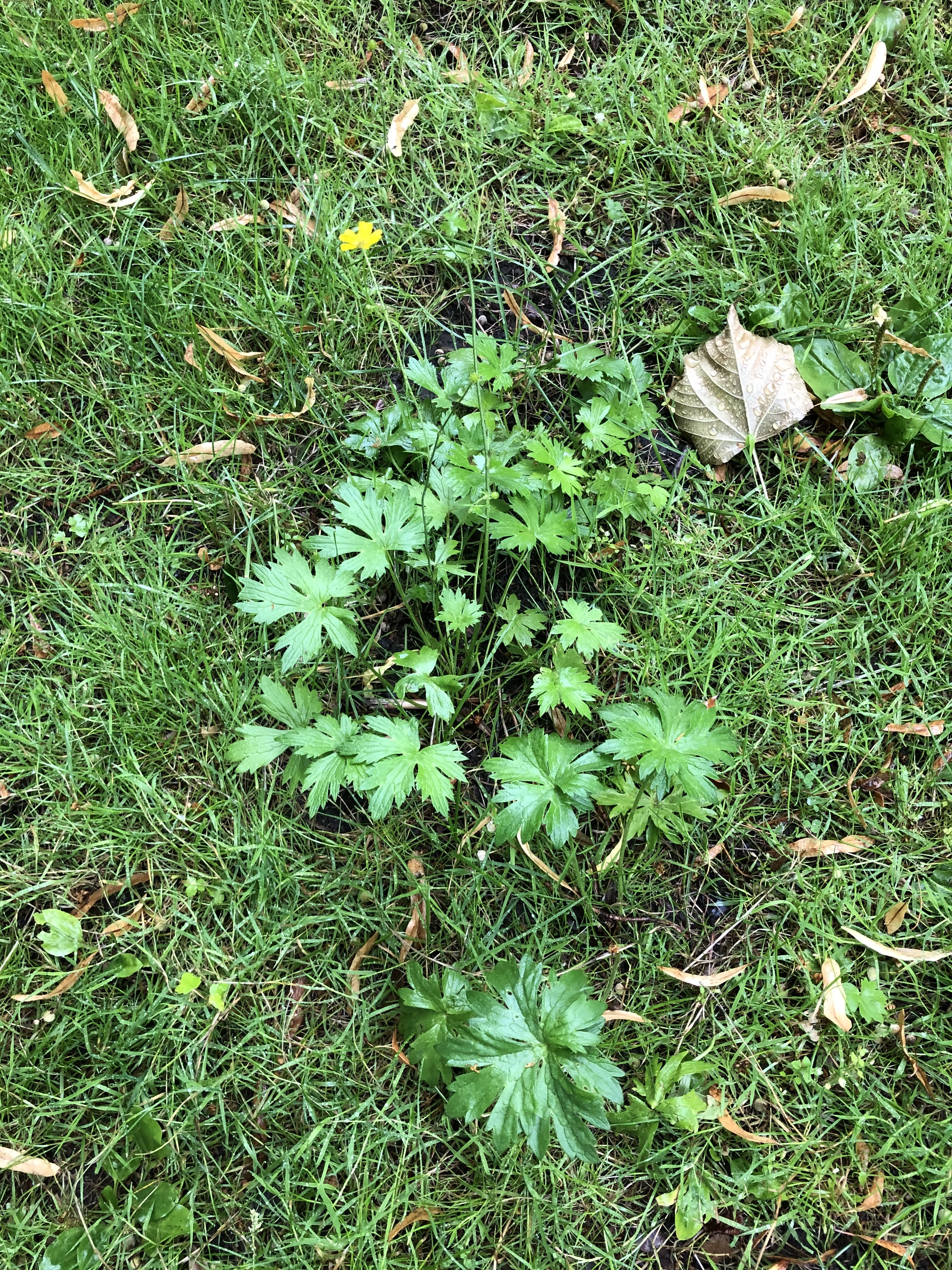 : Ranunculus acris friesianus.