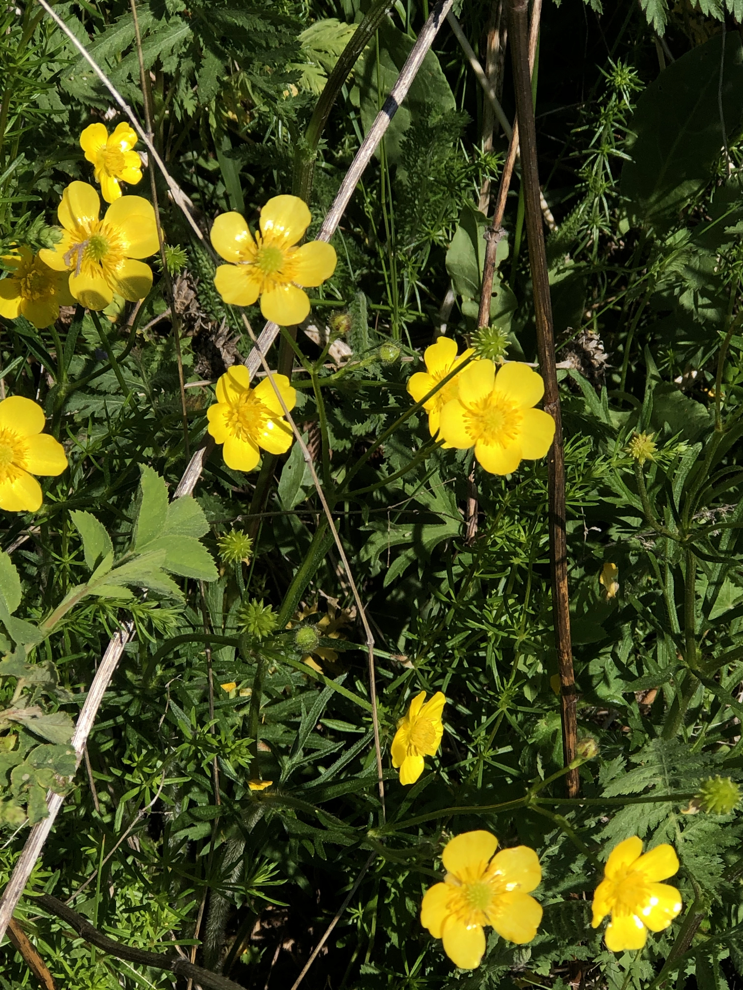 : Ranunculus polyanthemos.