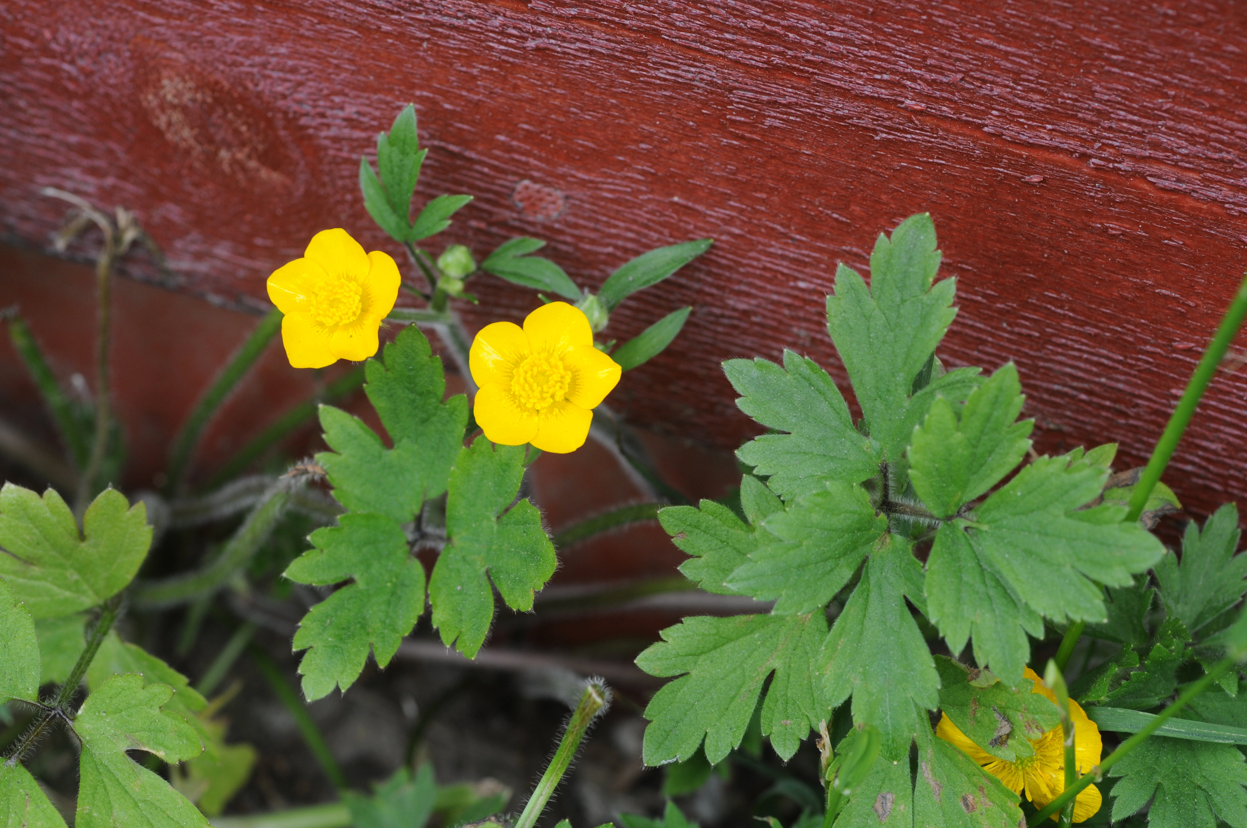 : Ranunculus repens.