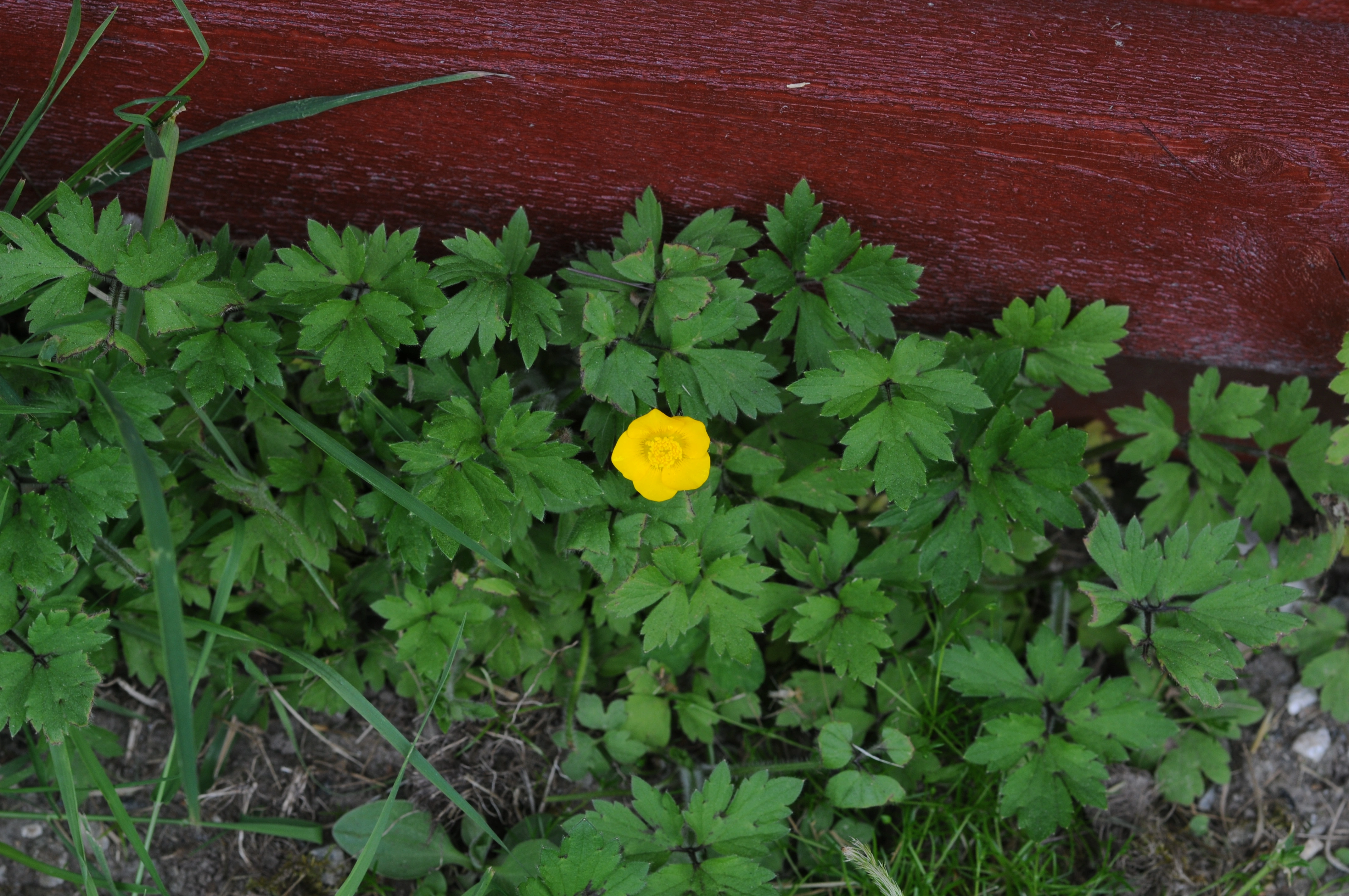 : Ranunculus repens.