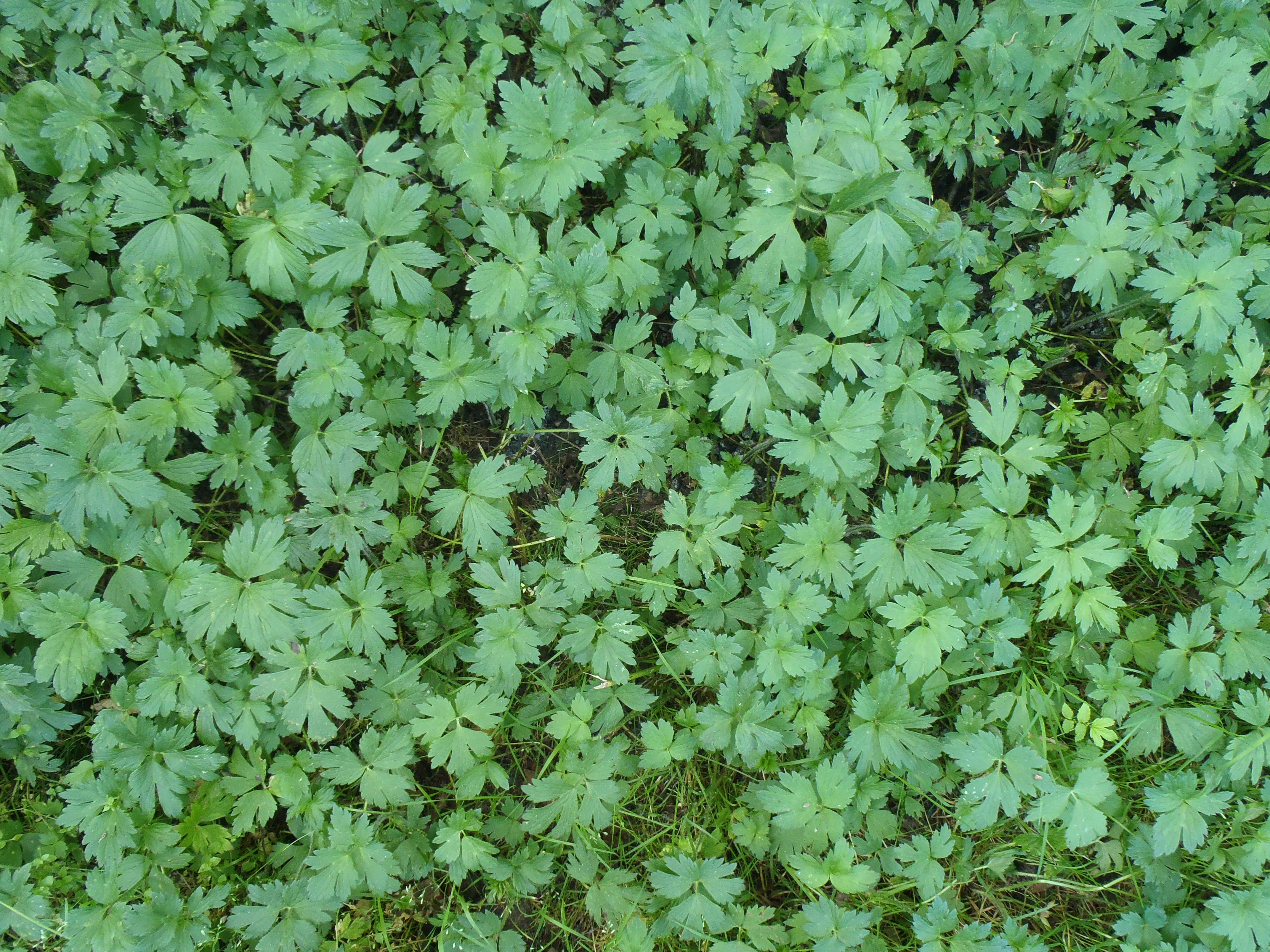 : Ranunculus repens.