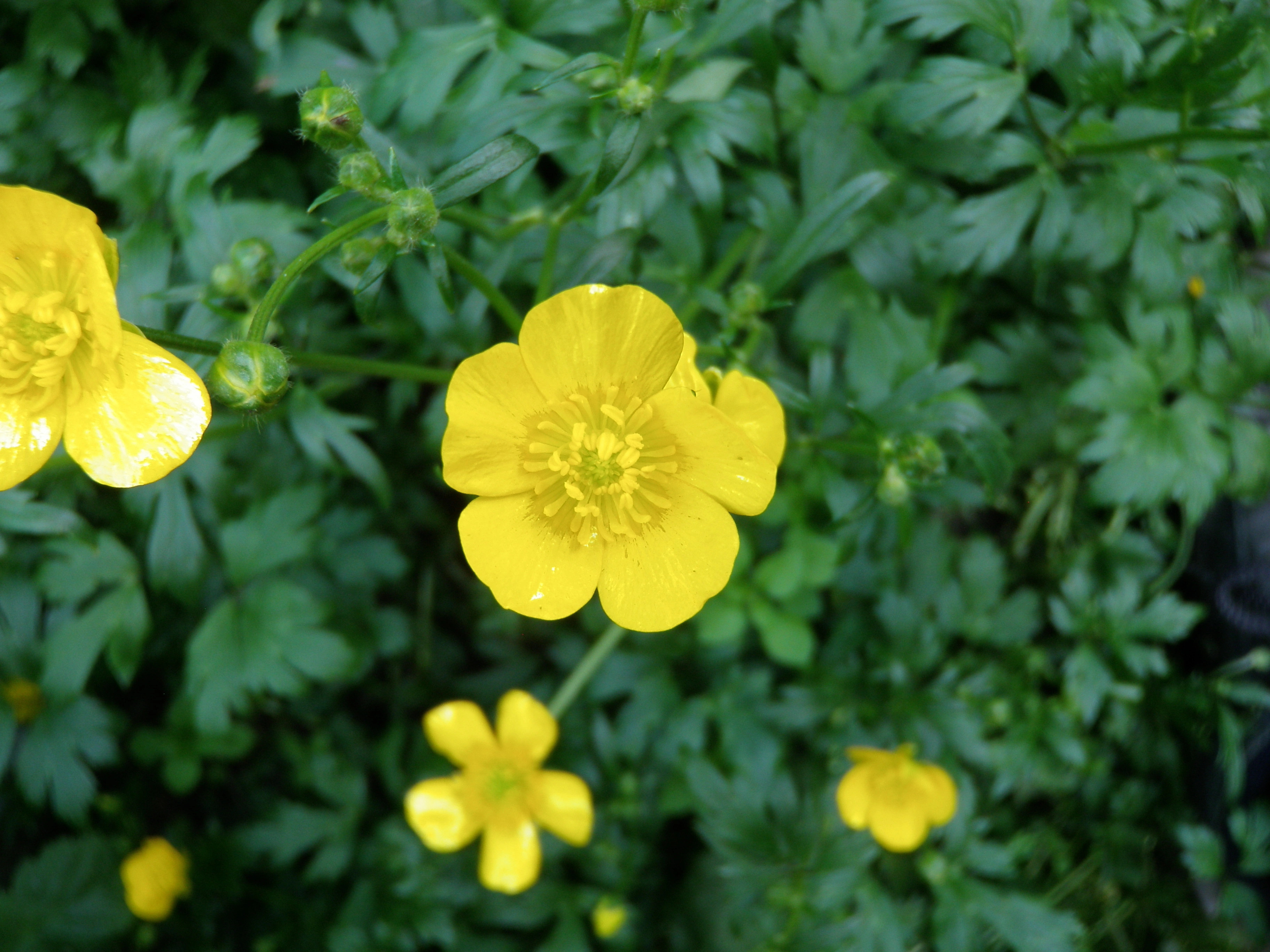 : Ranunculus repens.