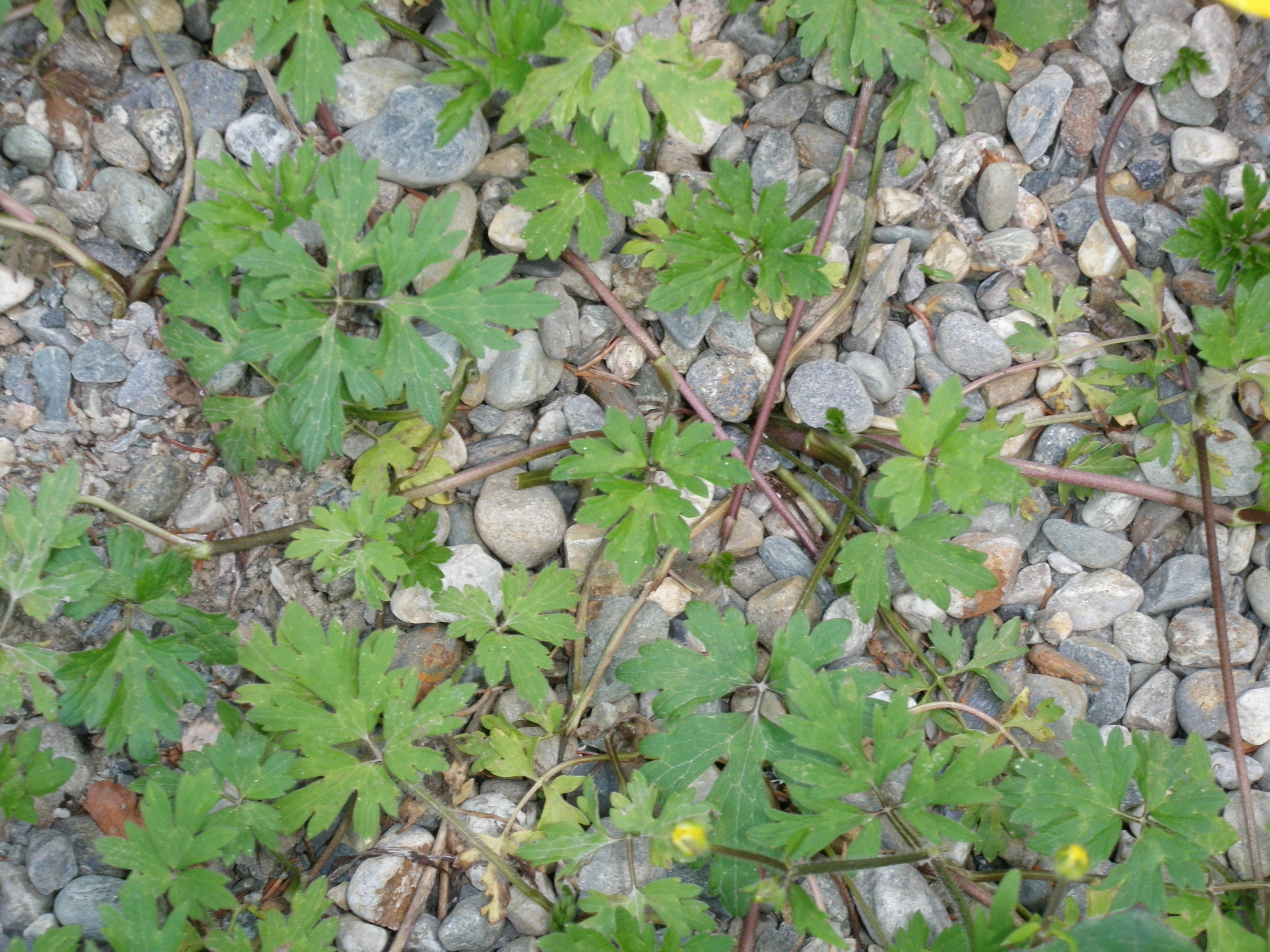 : Ranunculus repens.