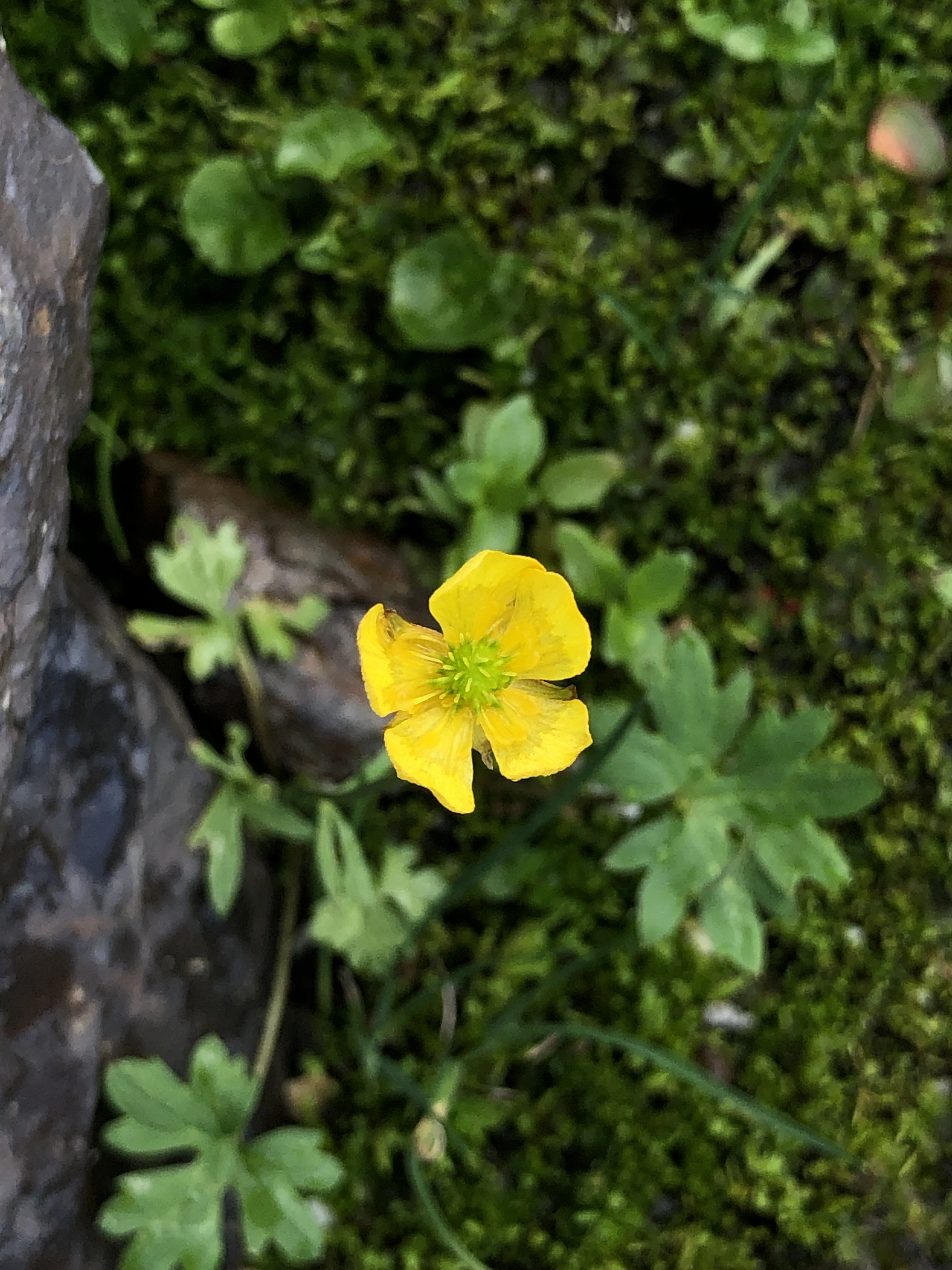 : Ranunculus subborealis pumilus.