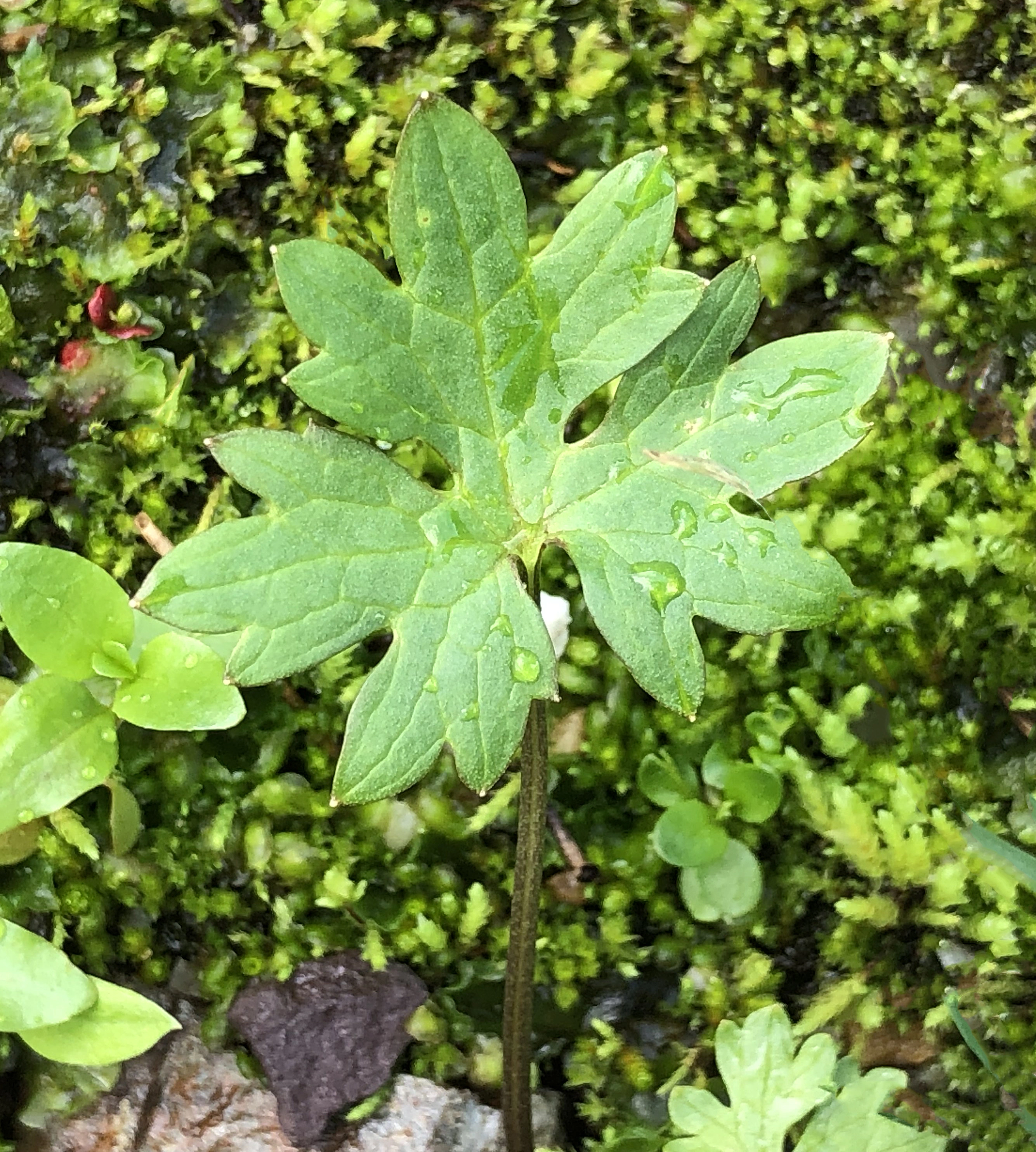 : Ranunculus subborealis pumilus.