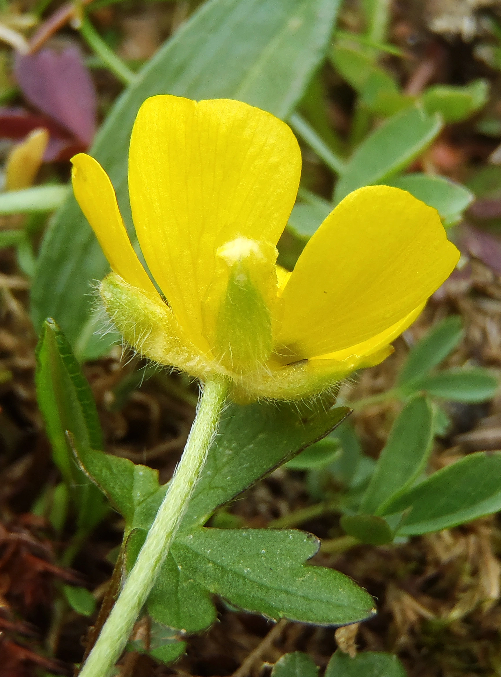 : Ranunculus subborealis pumilus.