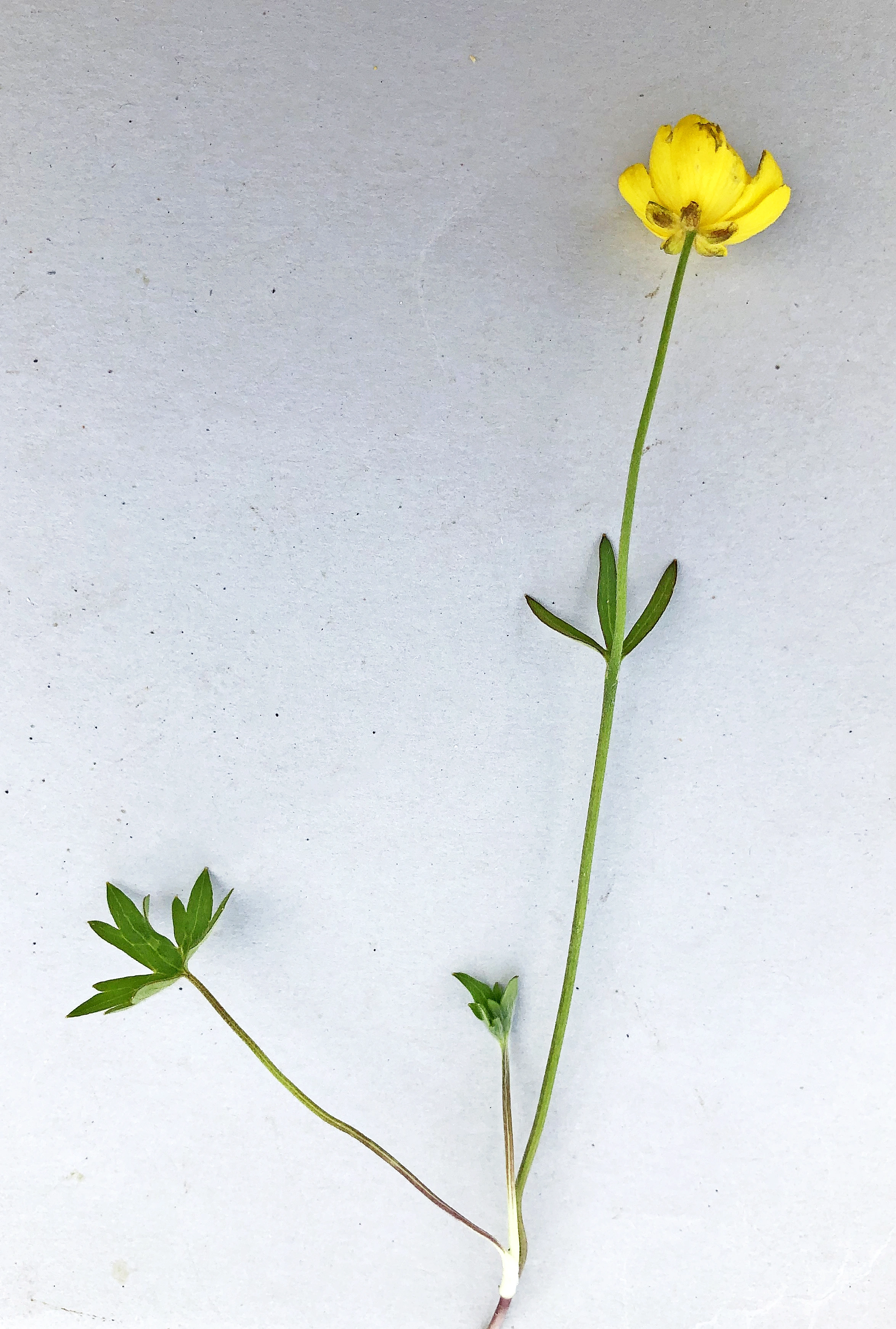 : Ranunculus subborealis subborealis.