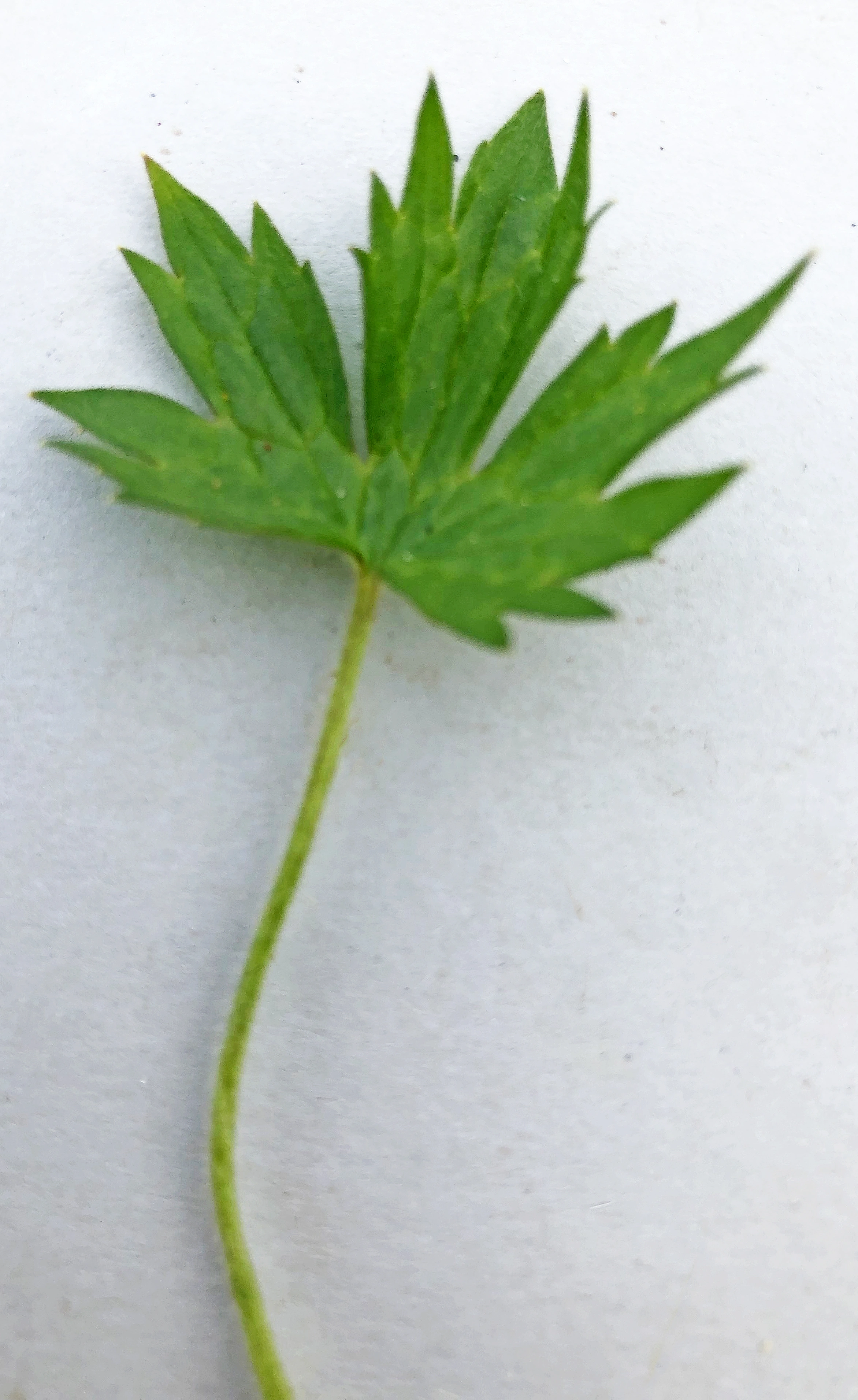 : Ranunculus subborealis subborealis.