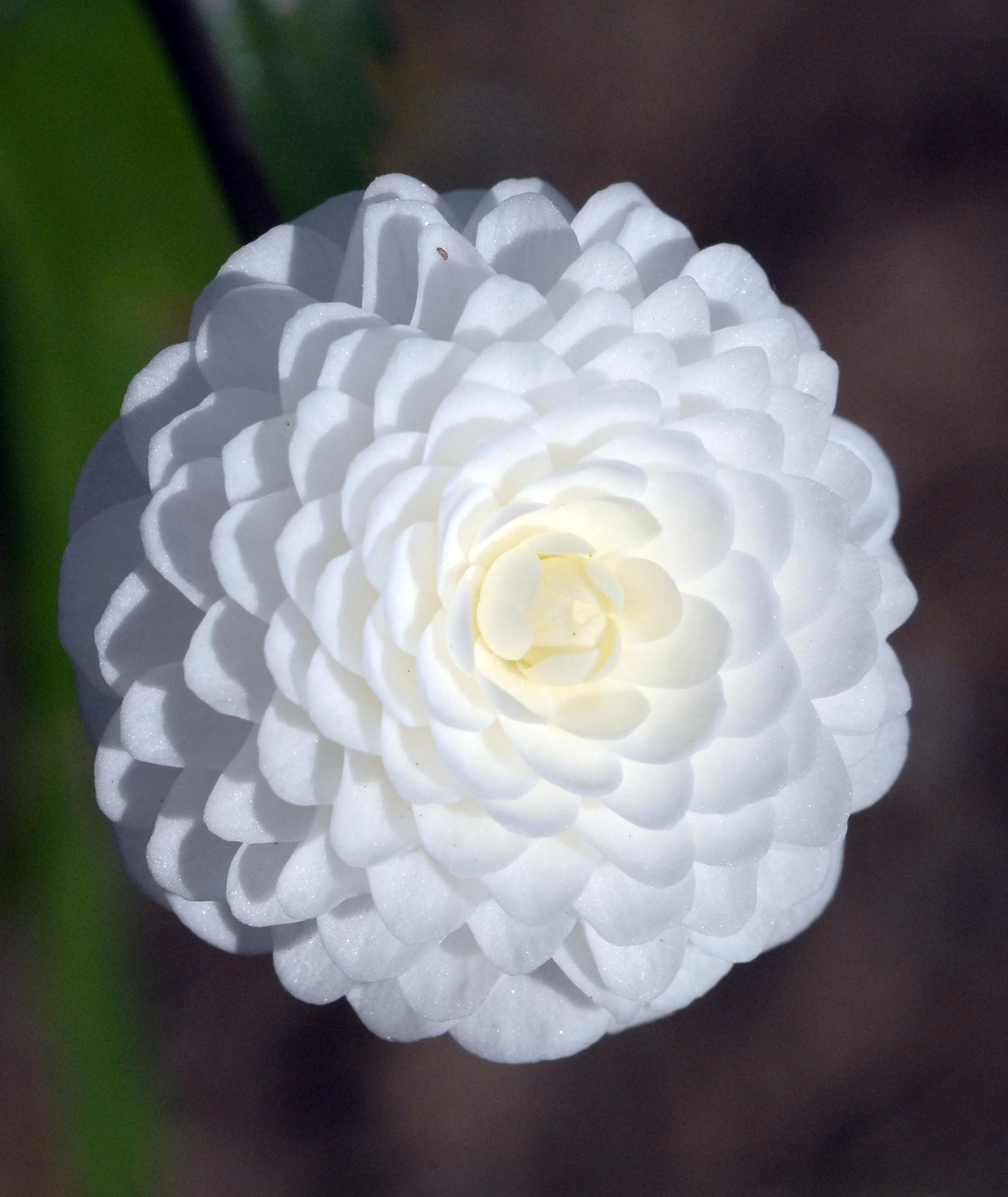 : Ranunculus aconitifolius.