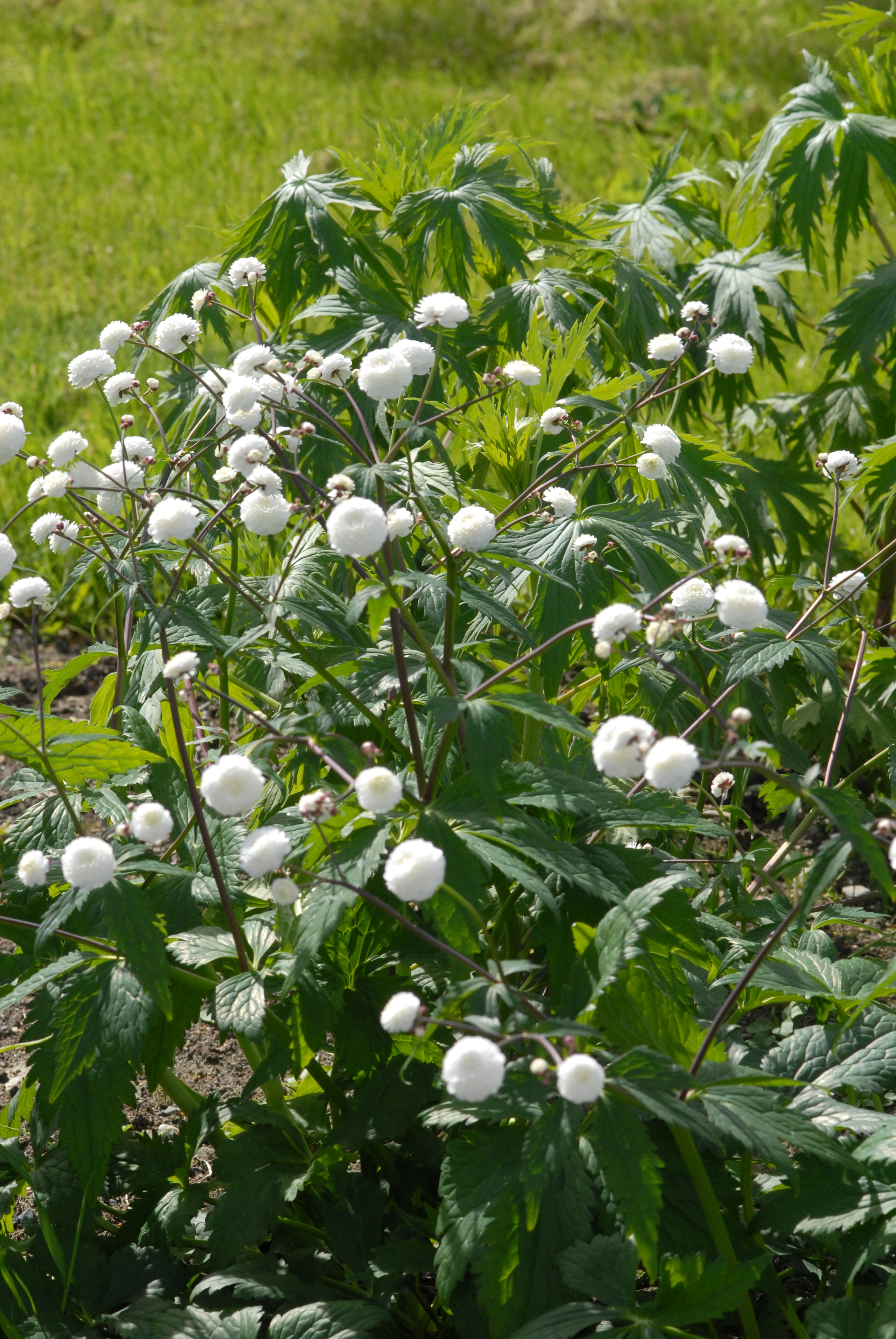 : Ranunculus aconitifolius.