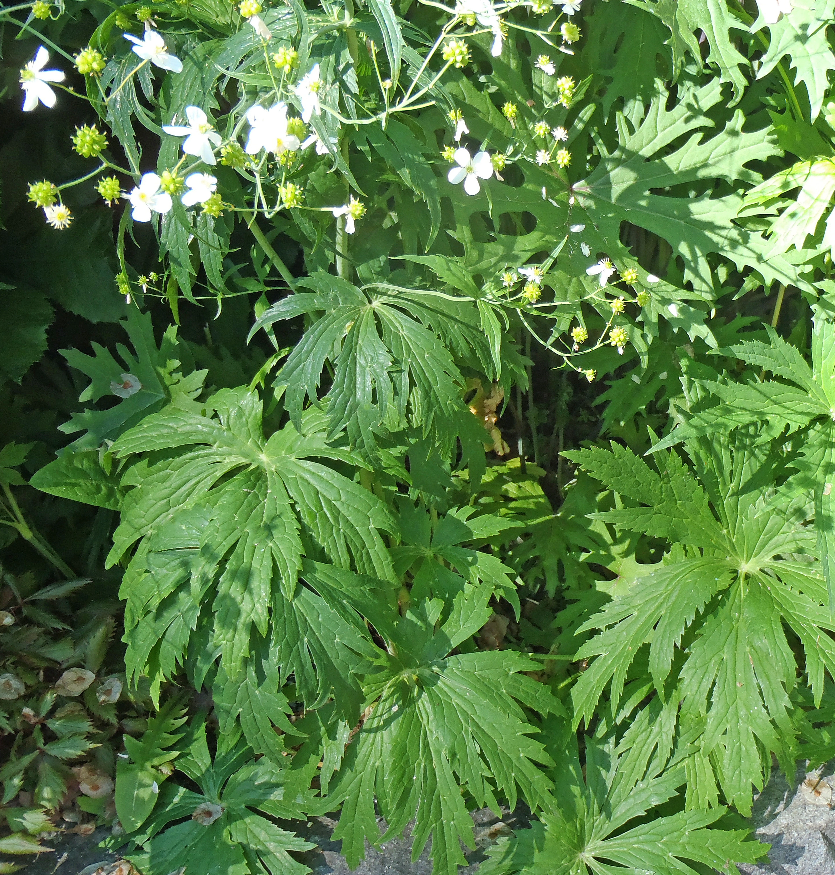 : Ranunculus aconitifolius.