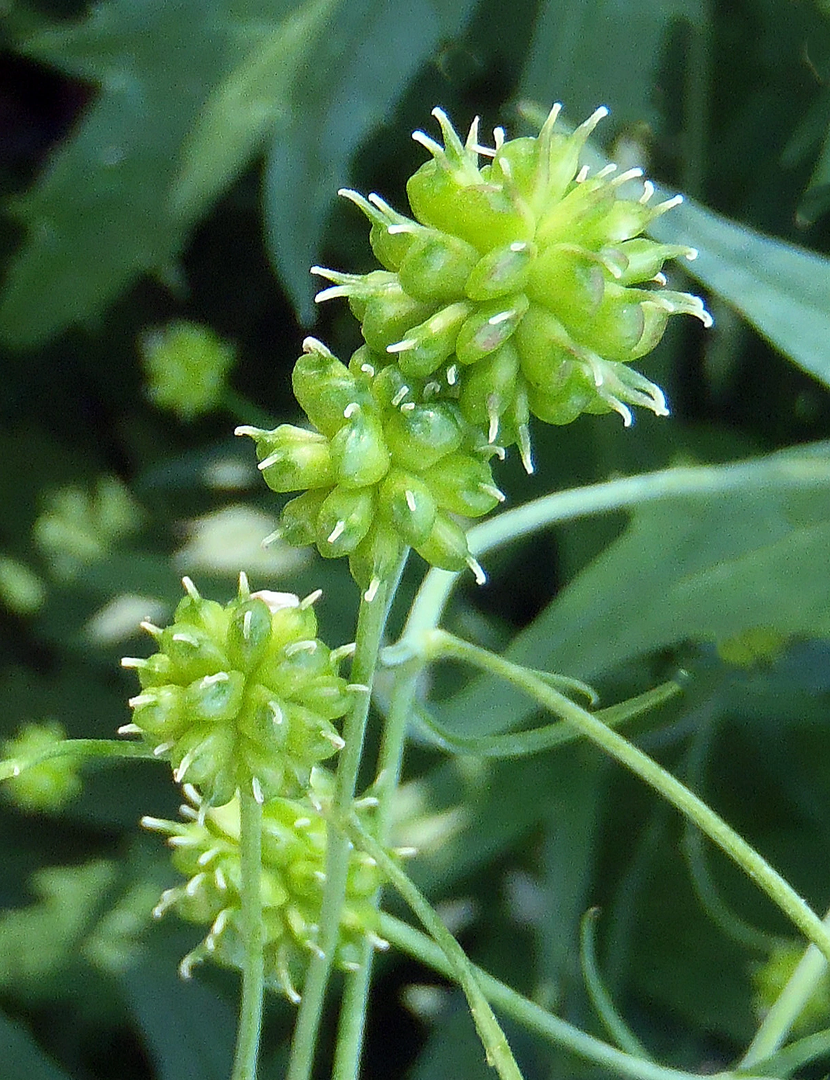 : Ranunculus aconitifolius.