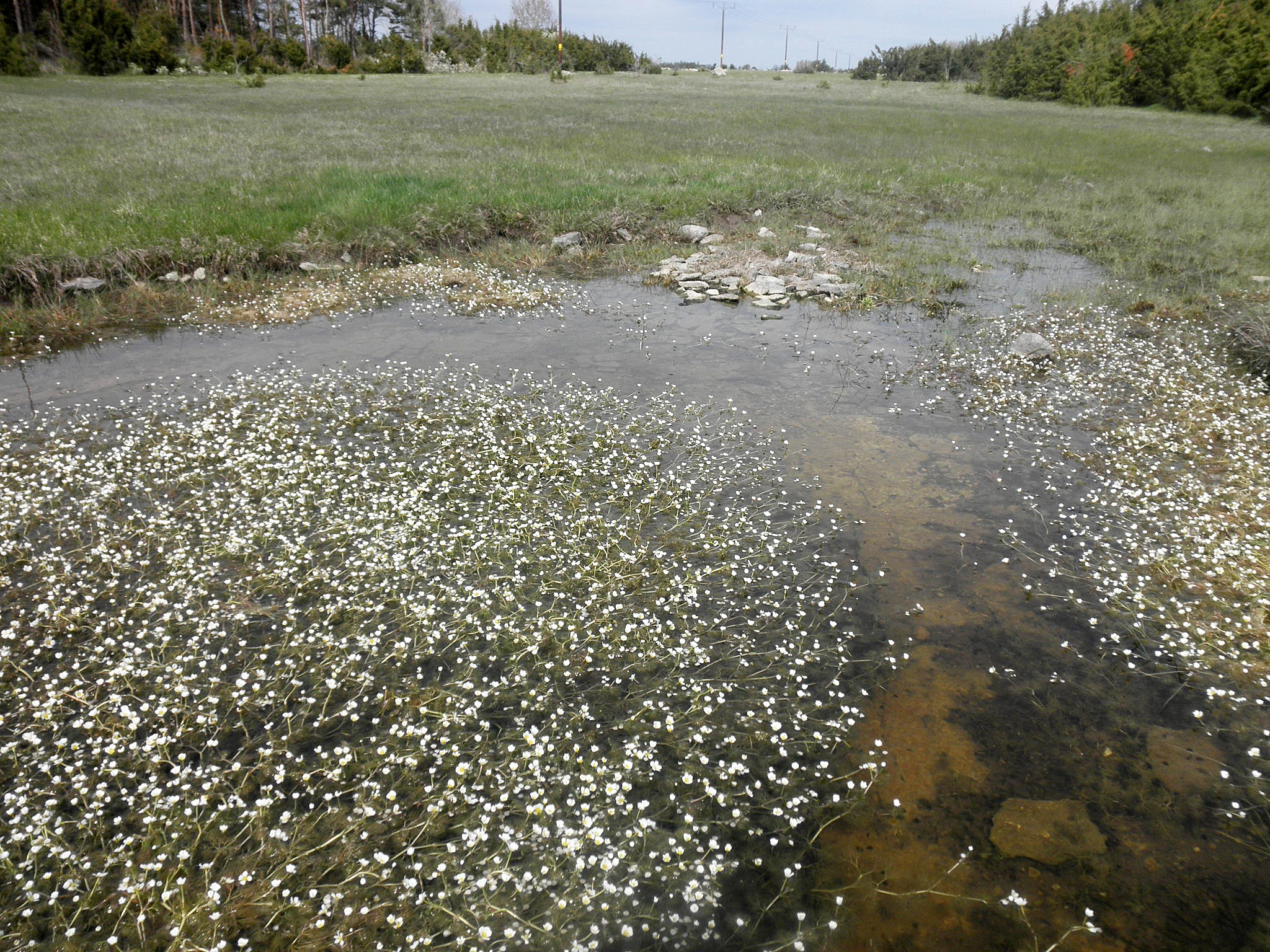 : Ranunculus aquatilis.