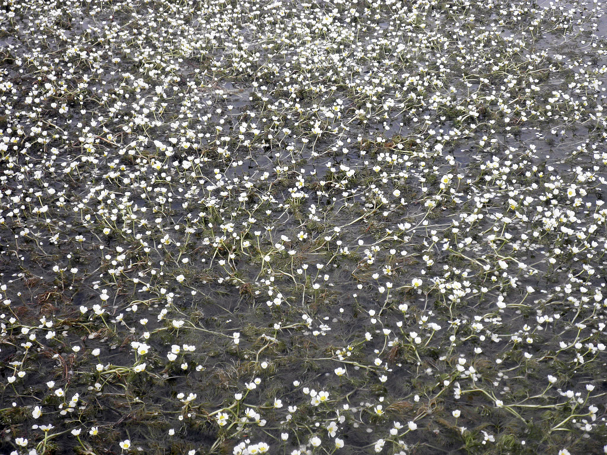 : Ranunculus aquatilis.