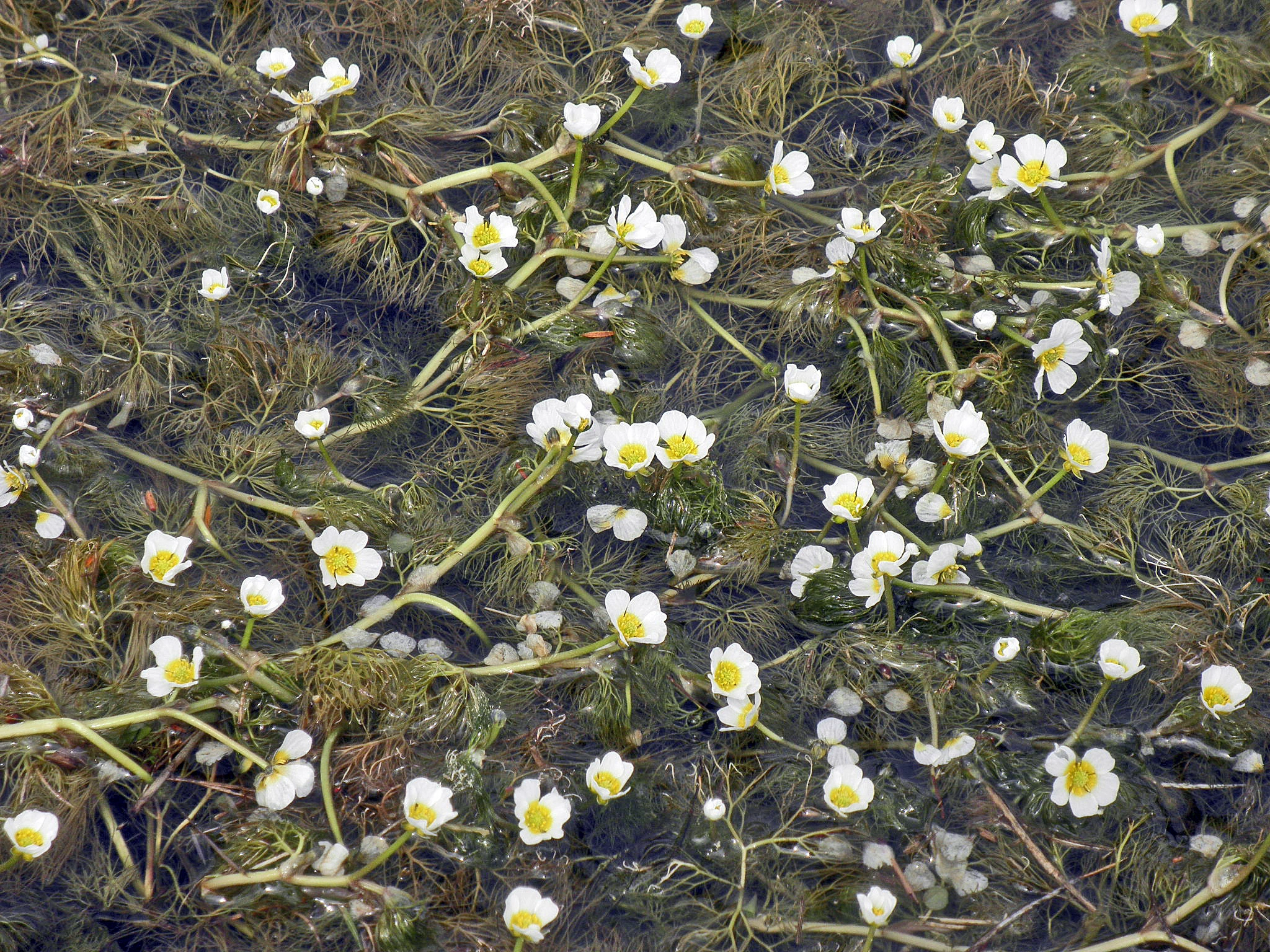 : Ranunculus aquatilis.