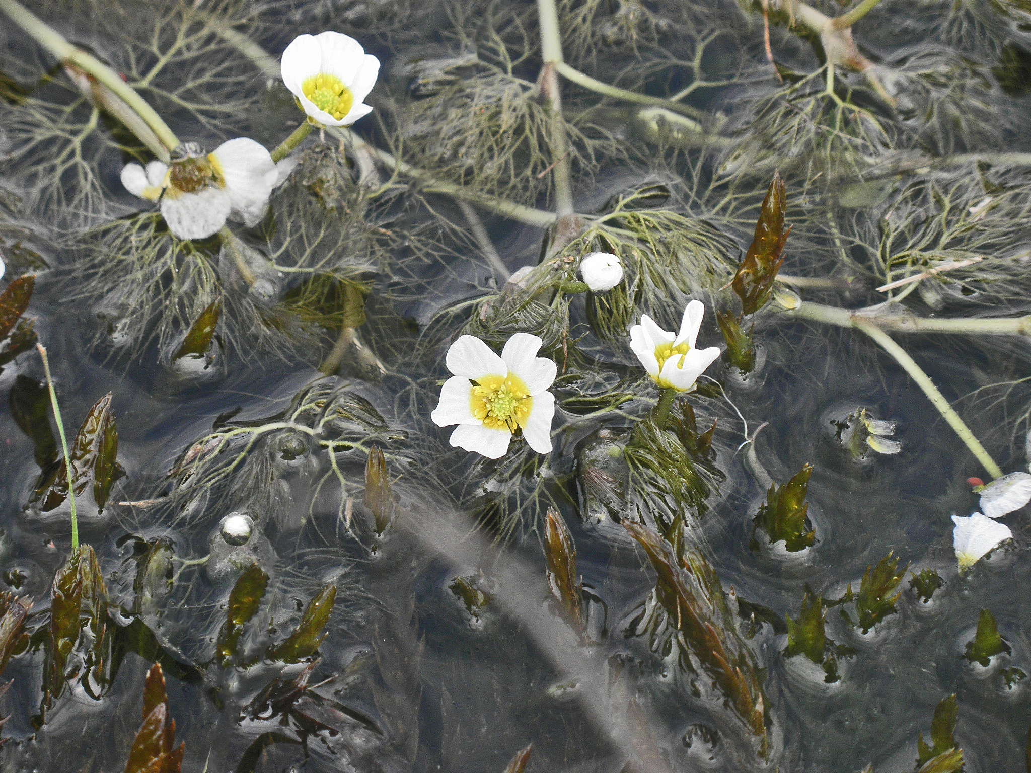 : Ranunculus aquatilis.