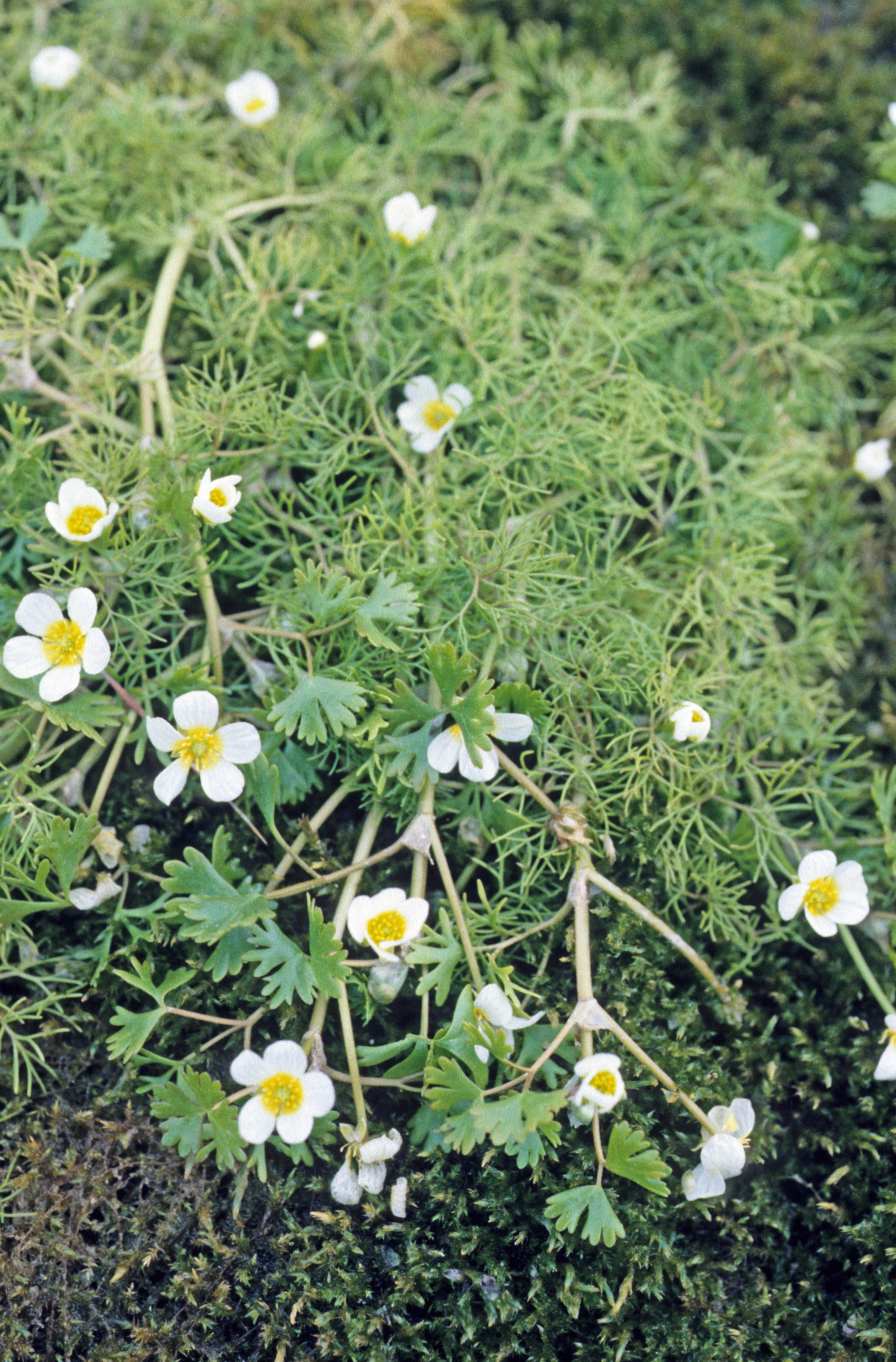 : Ranunculus aquatilis.