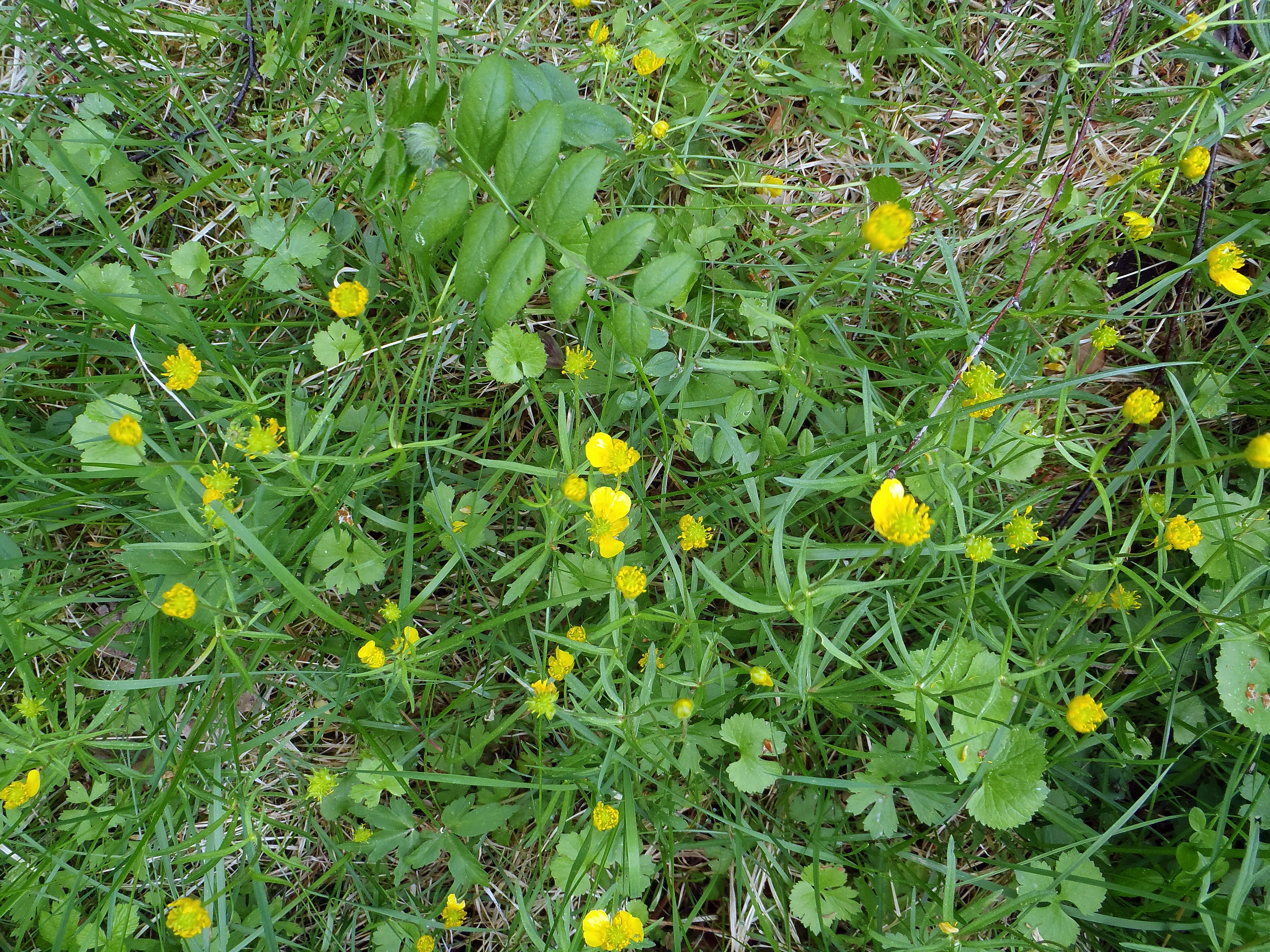 : Ranunculus auricomus agg.