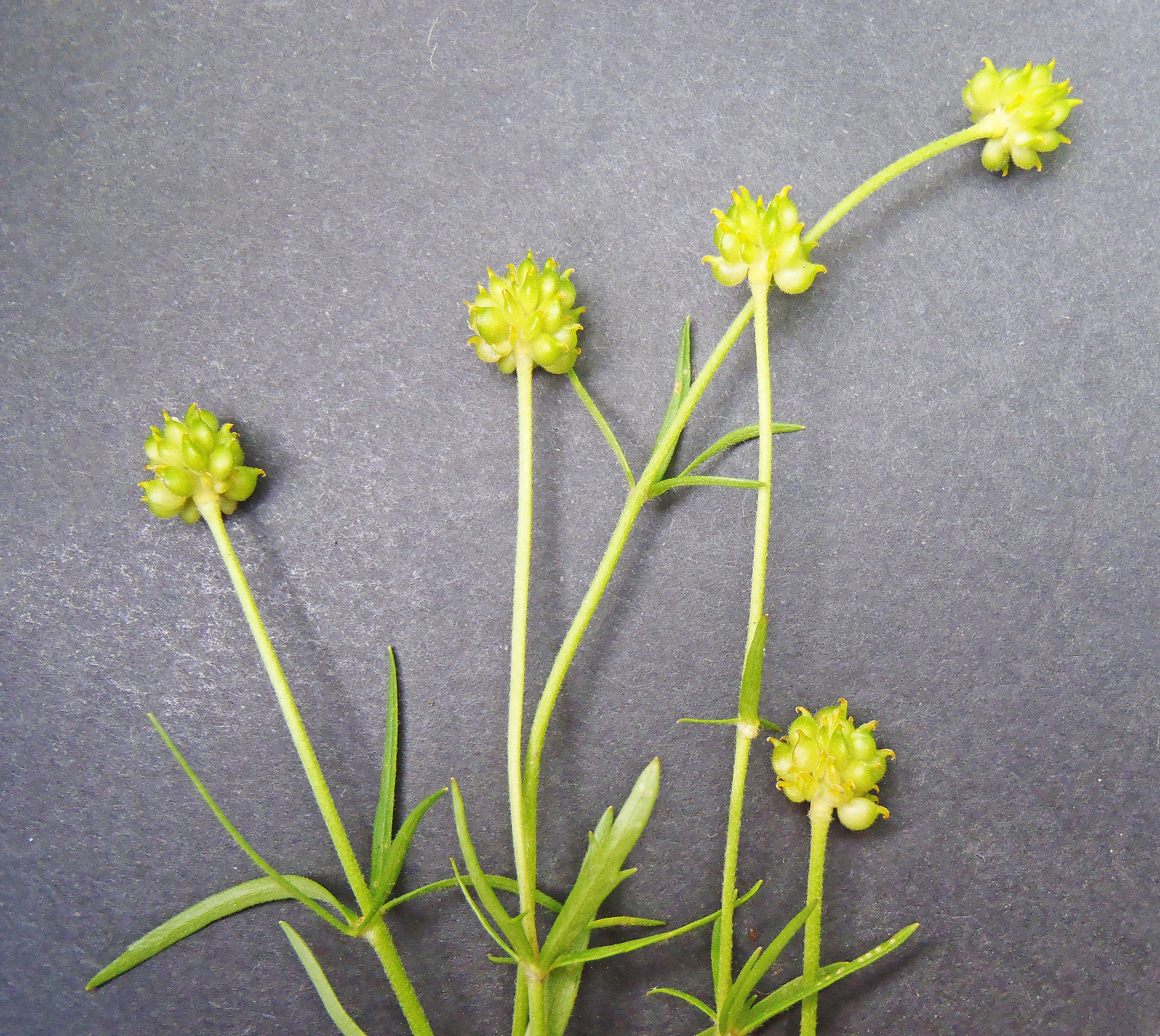 : Ranunculus auricomus agg.