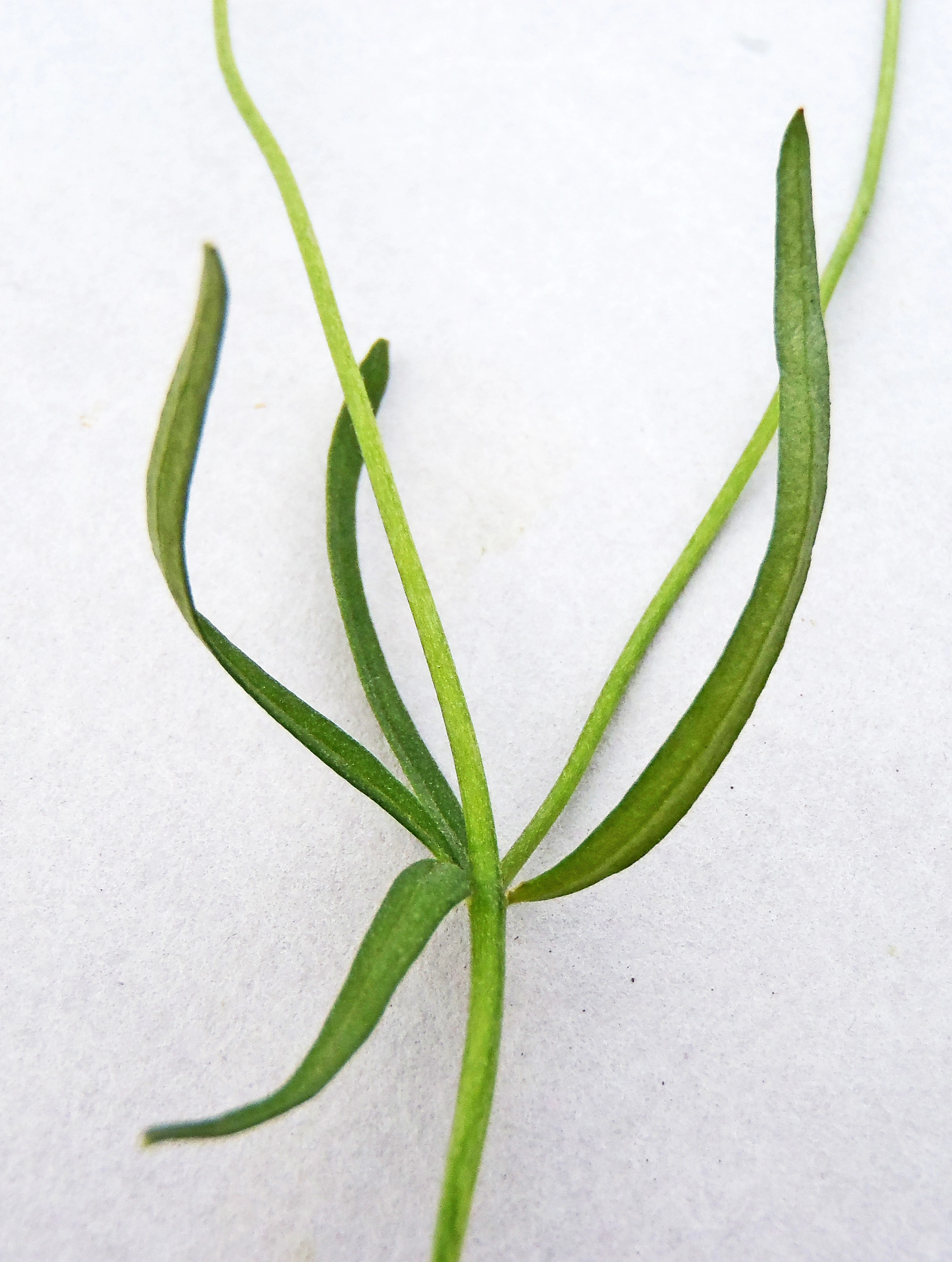: Ranunculus auricomus agg.