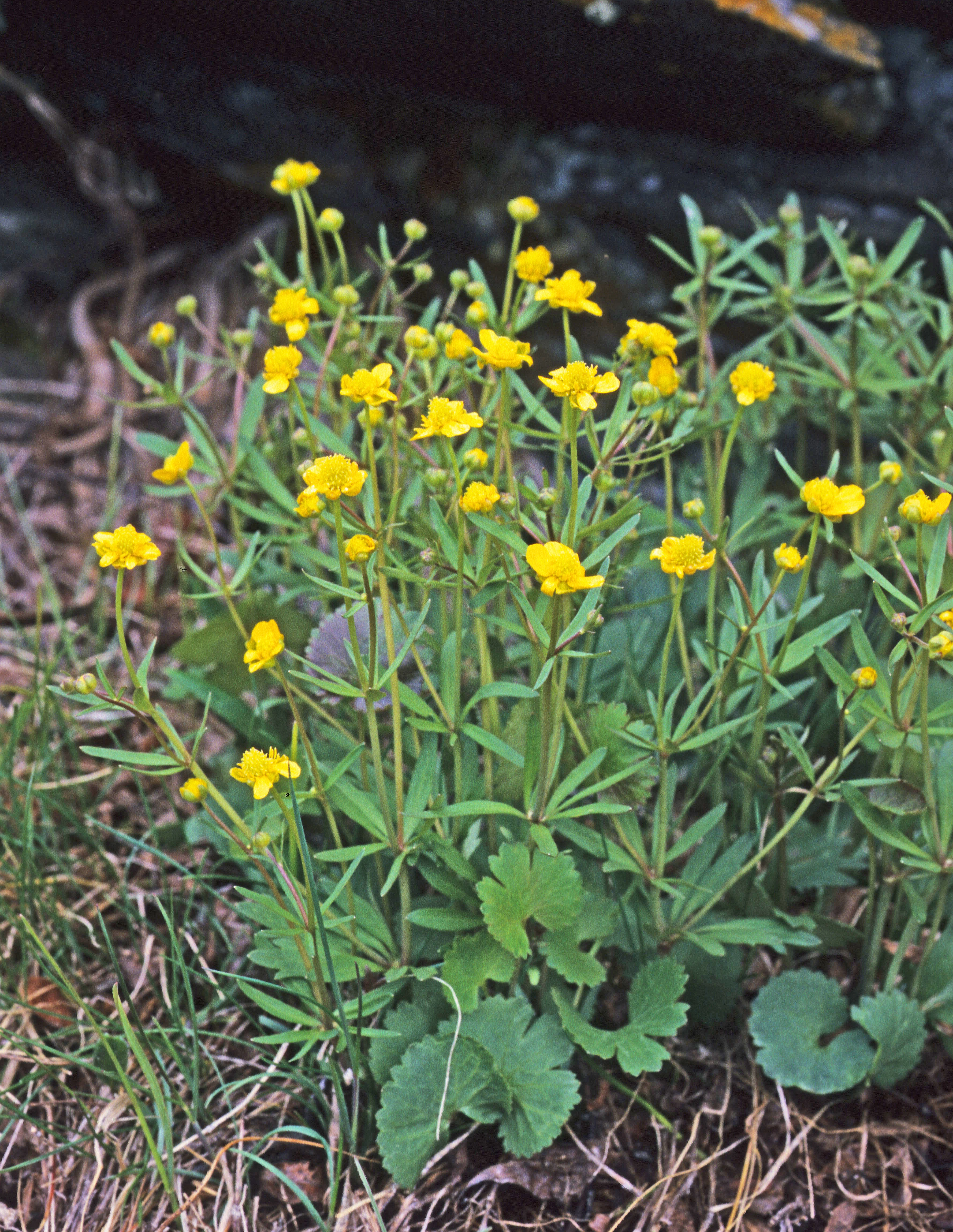 : Ranunculus auricomus agg.