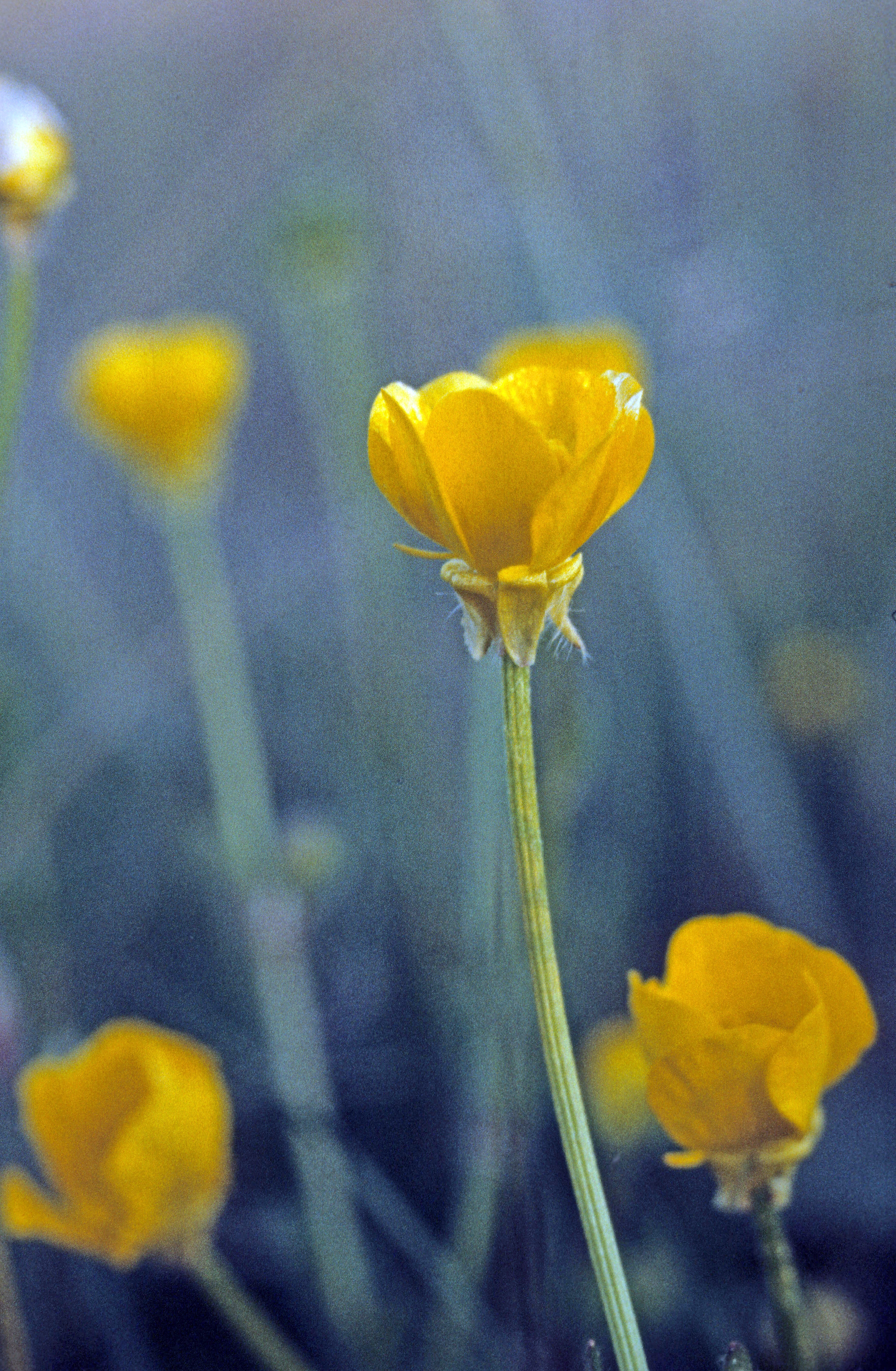 : Ranunculus bulbosus.