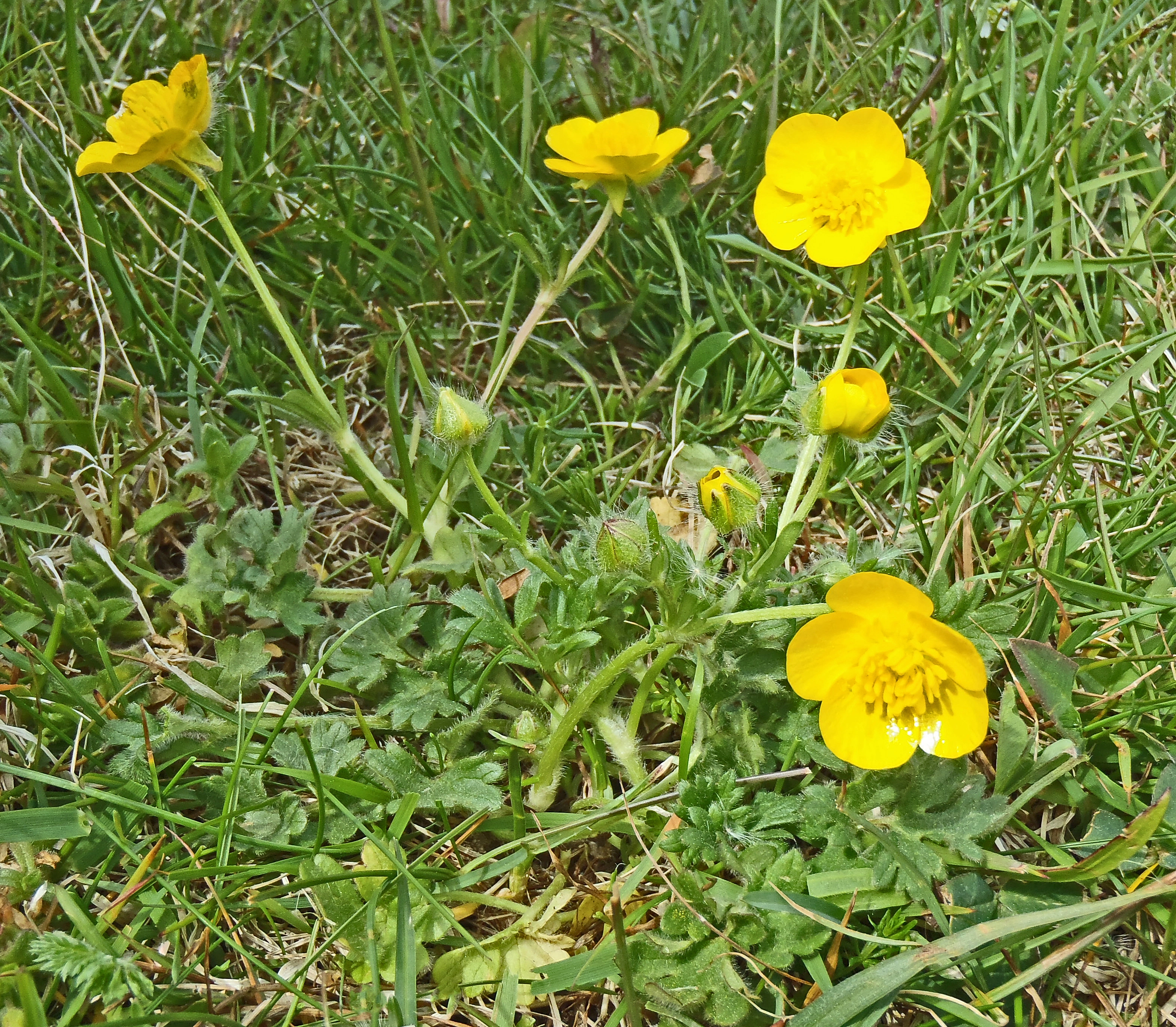 : Ranunculus bulbosus.