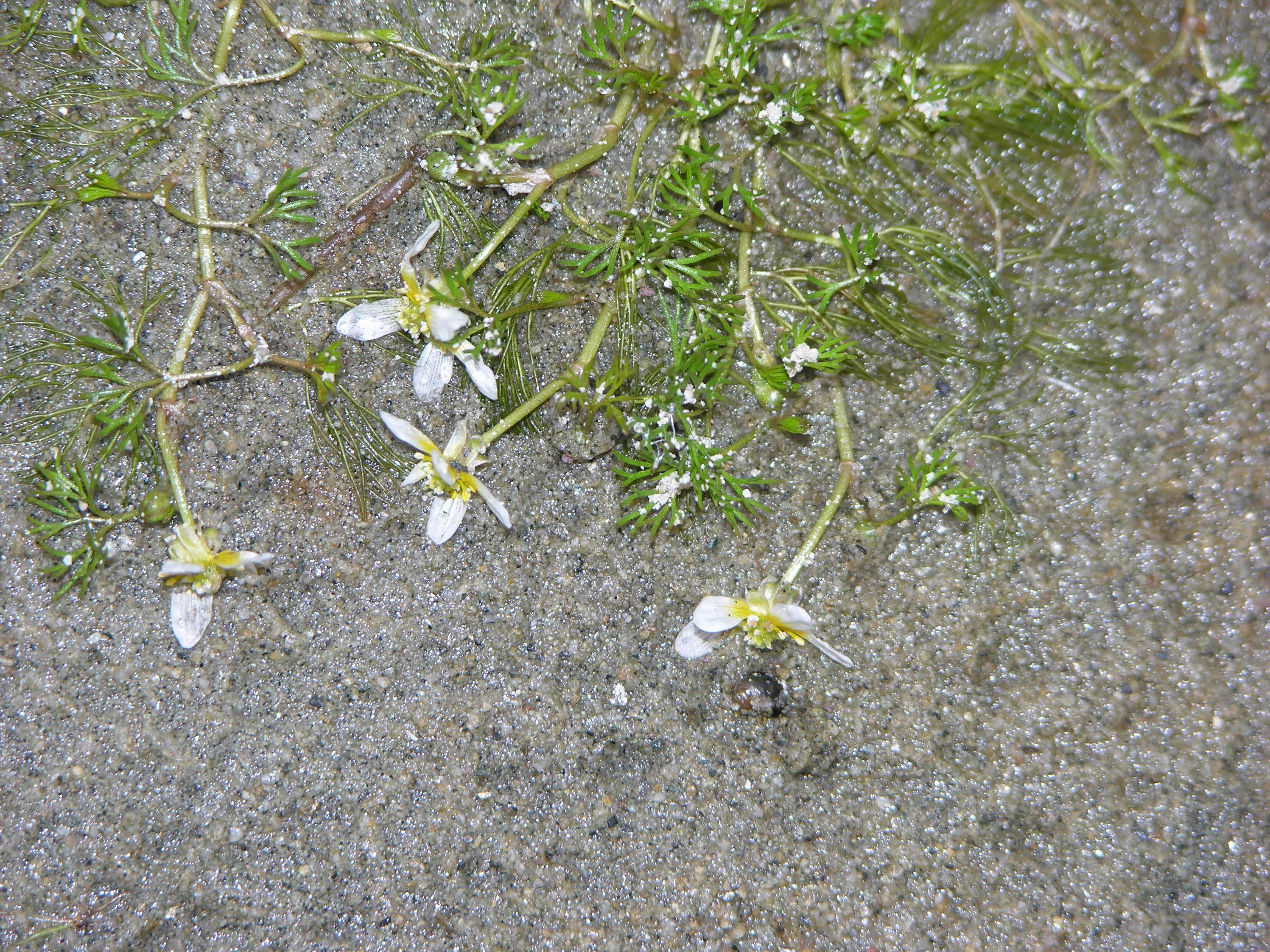 : Ranunculus confervoides.