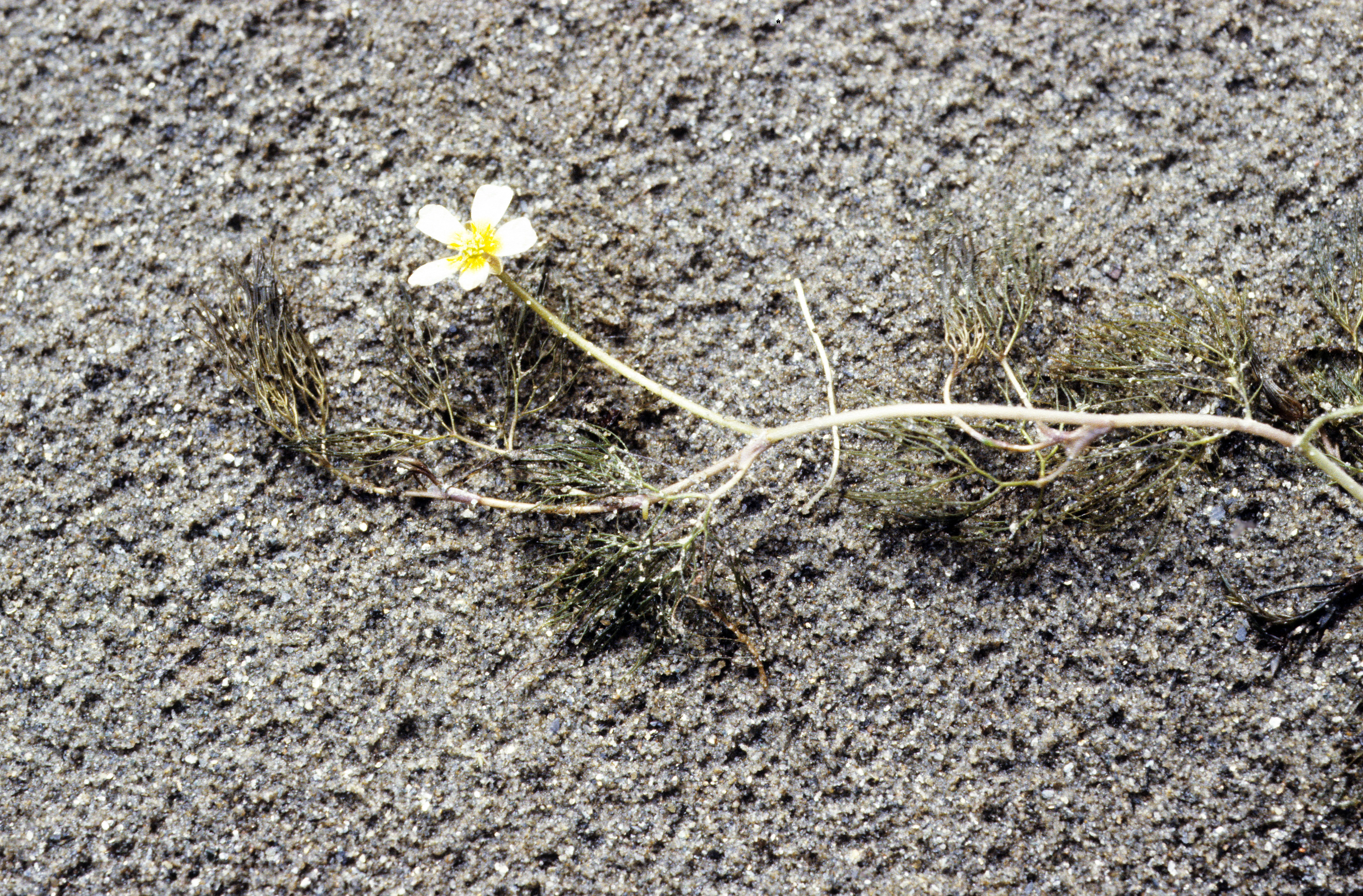 : Ranunculus confervoides.