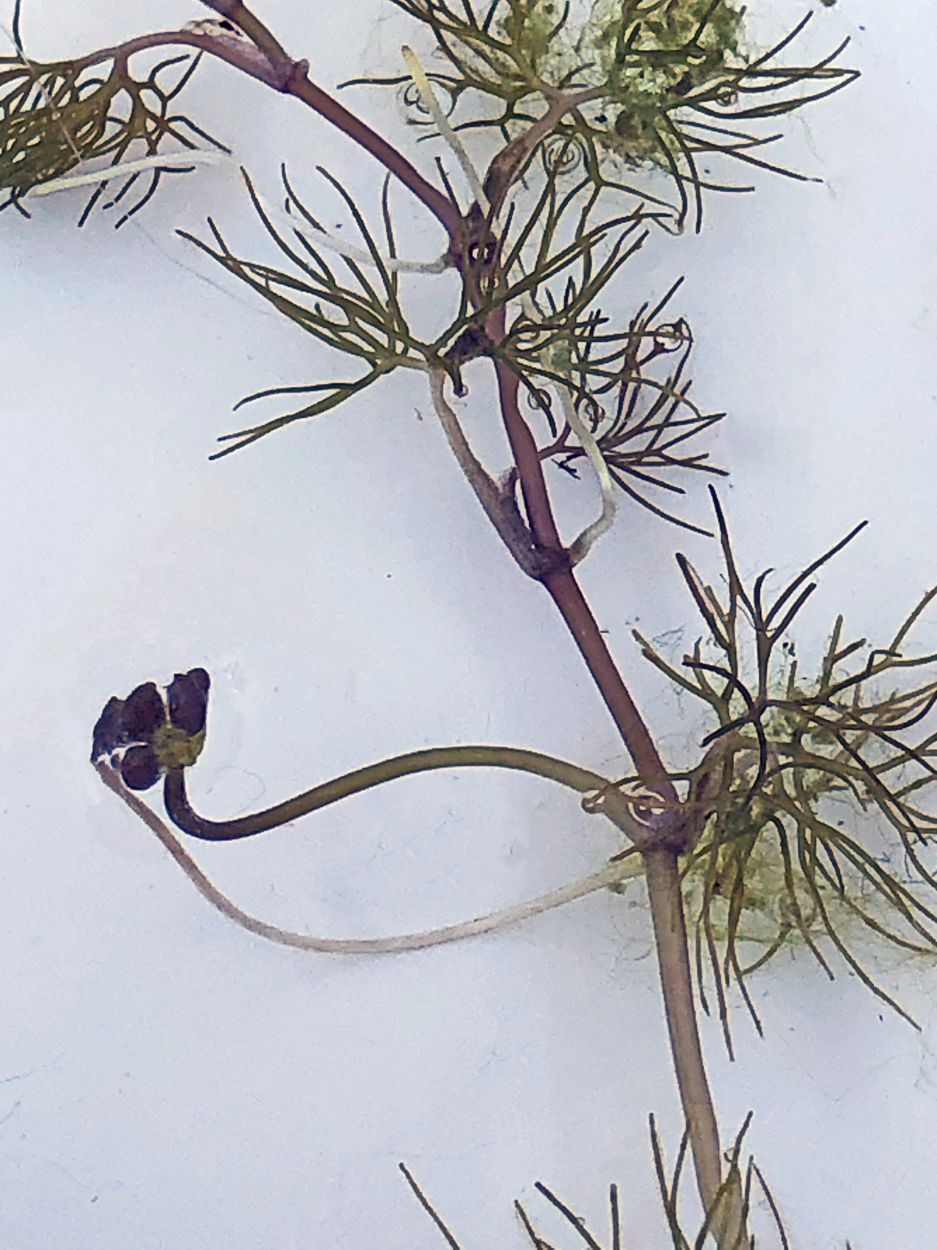 : Ranunculus confervoides.