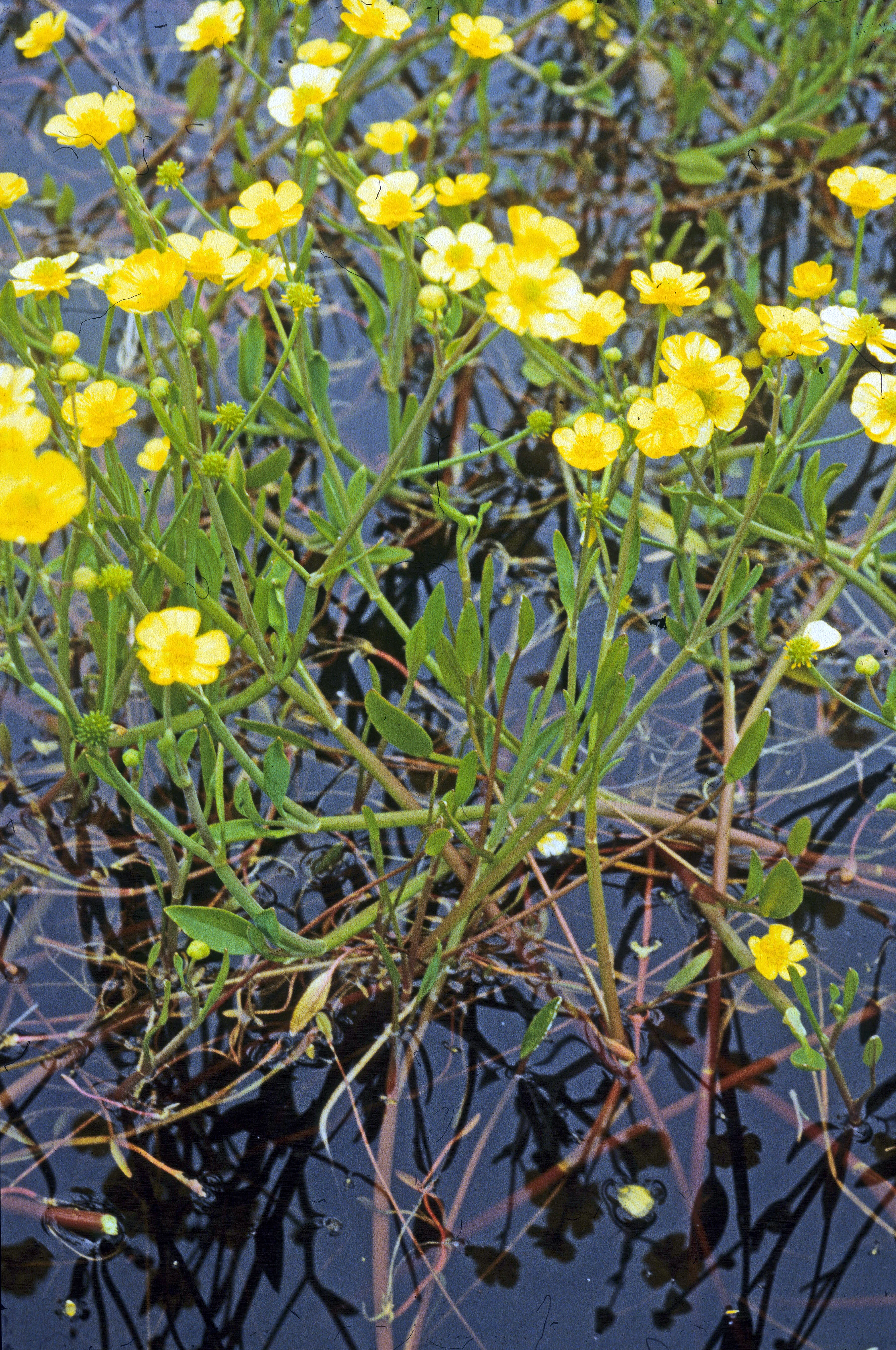 : Ranunculus flammula.