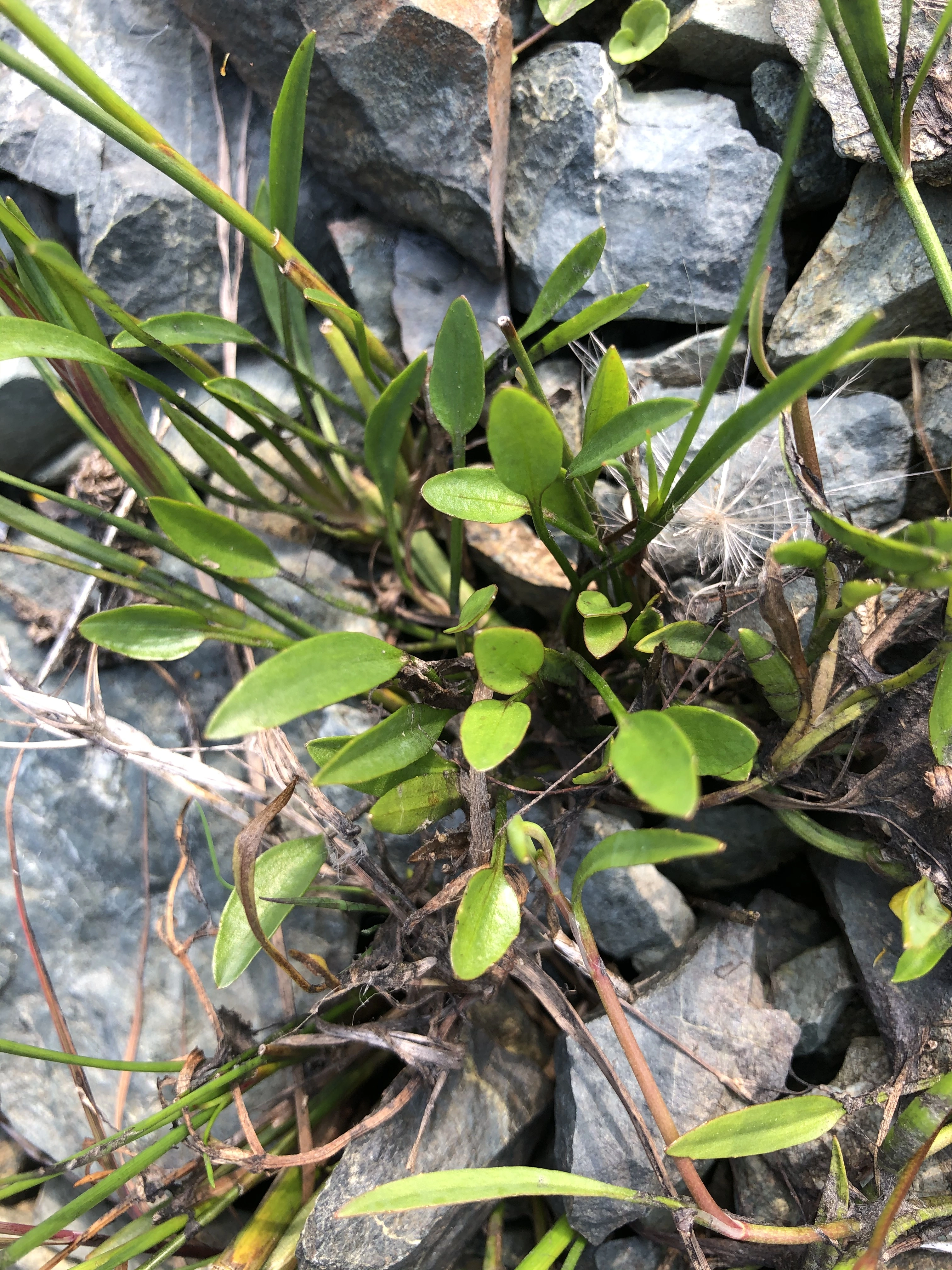 : Ranunculus flammula.