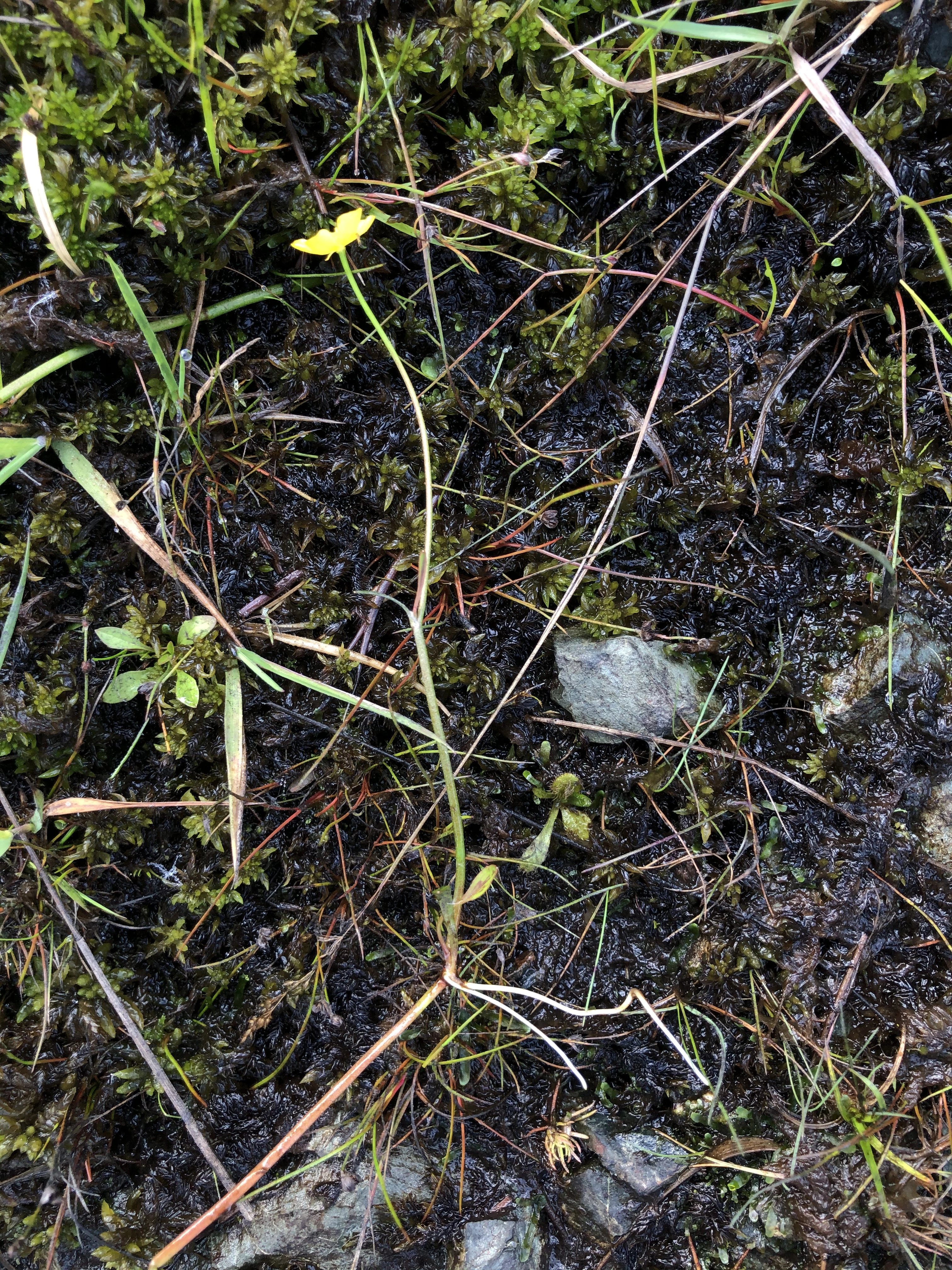 : Ranunculus flammula.