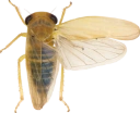 : Cicadellidae.