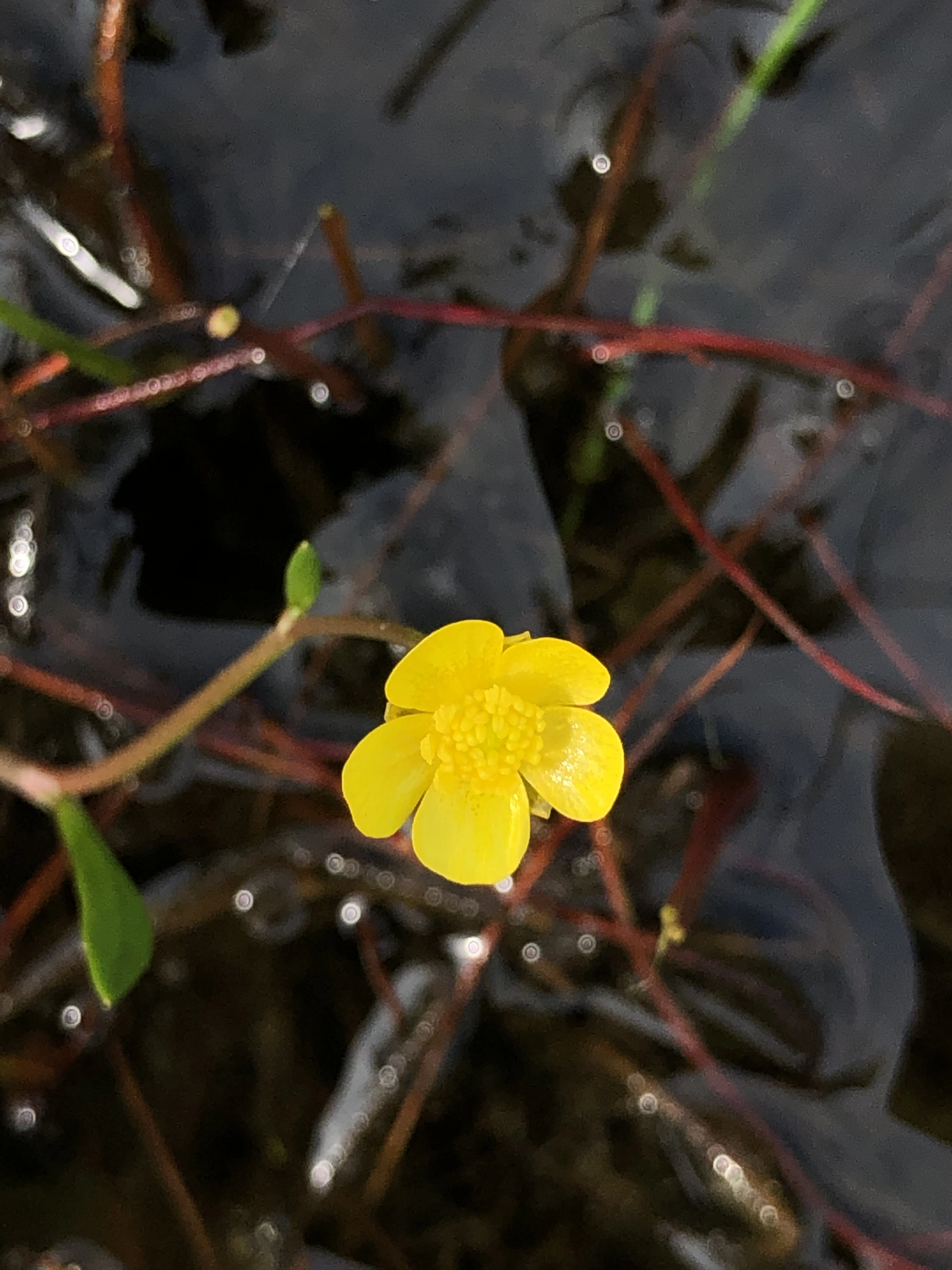 : Ranunculus flammula.