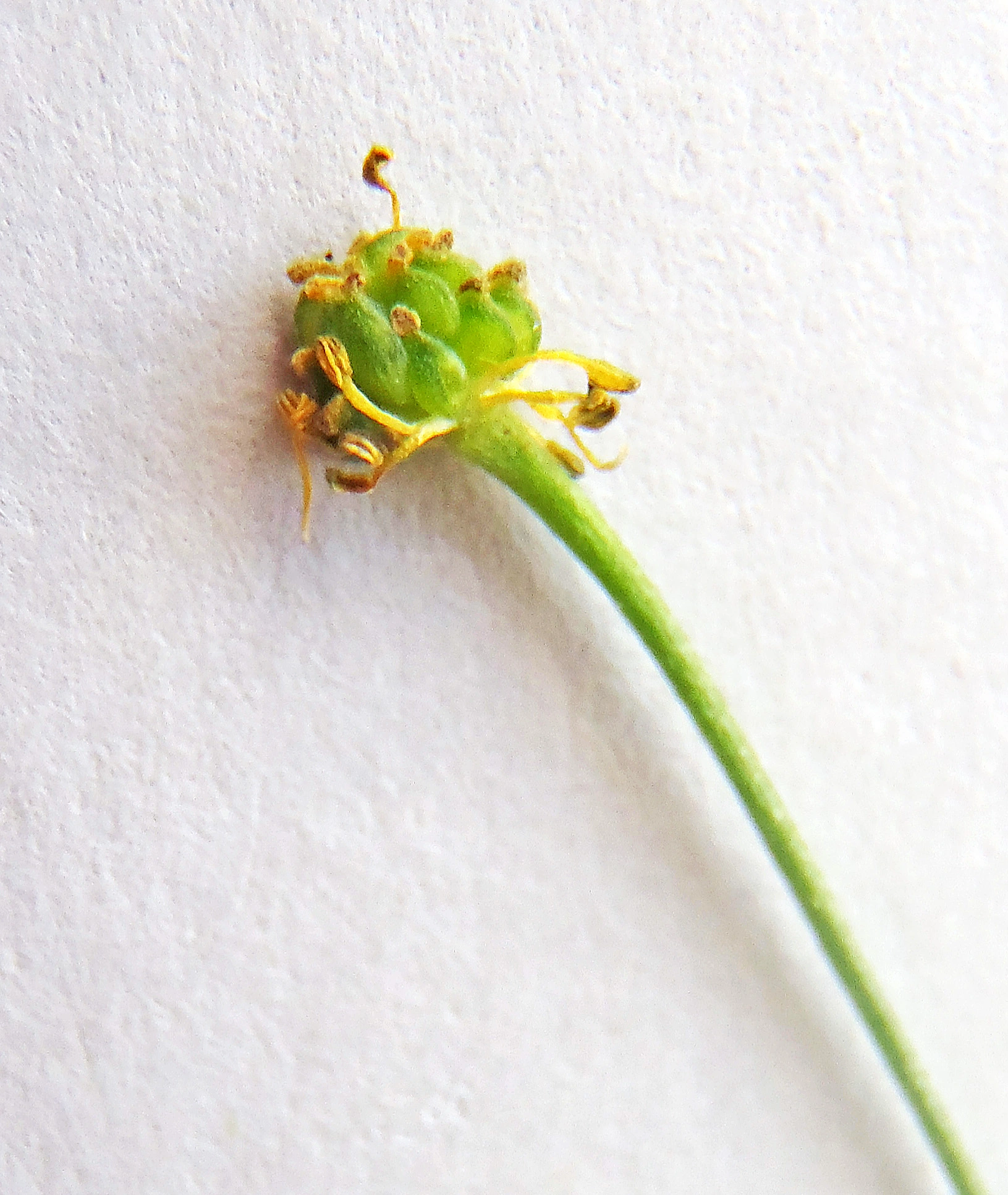 : Ranunculus flammula.