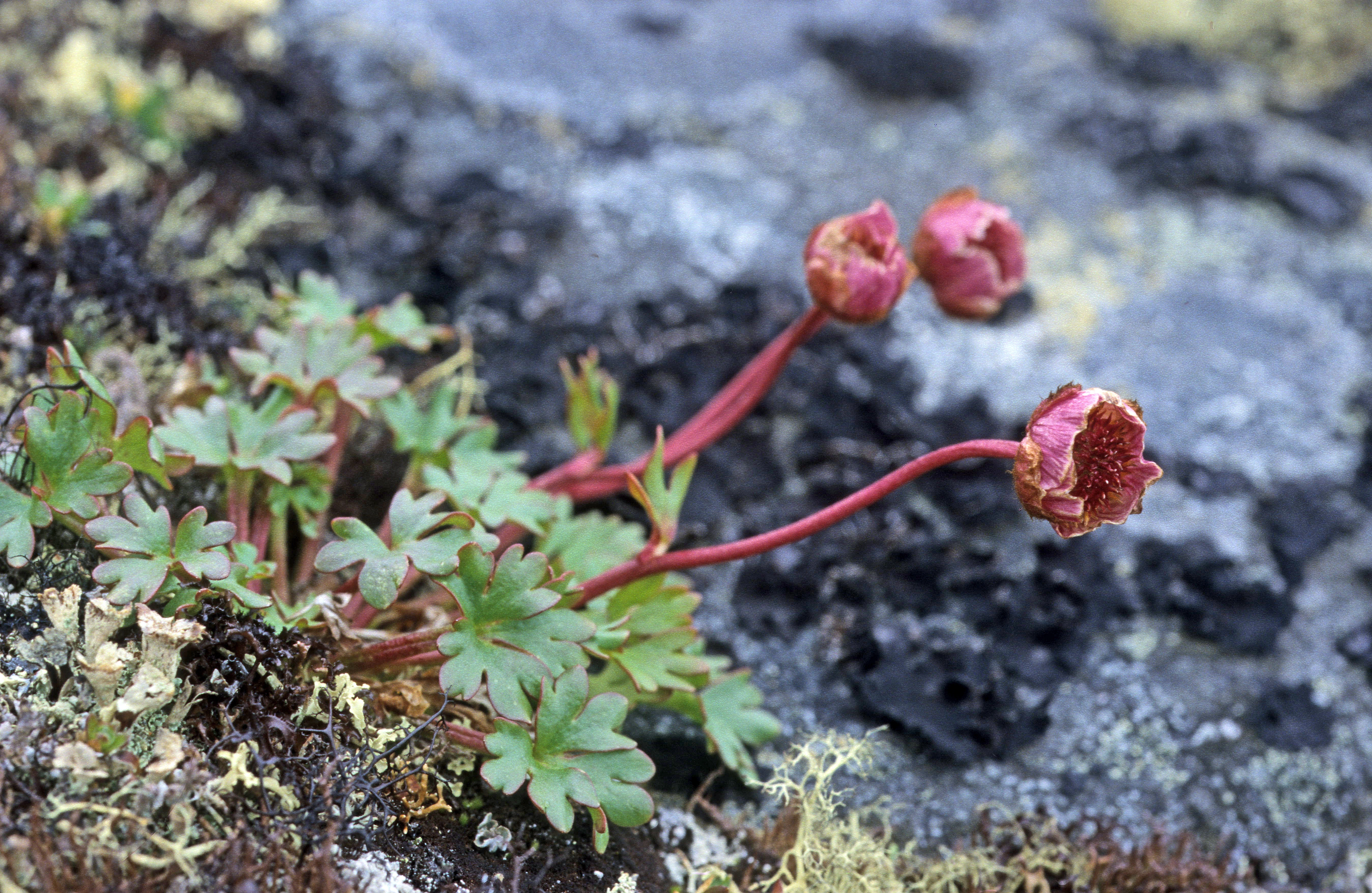 : Ranunculus glacialis.