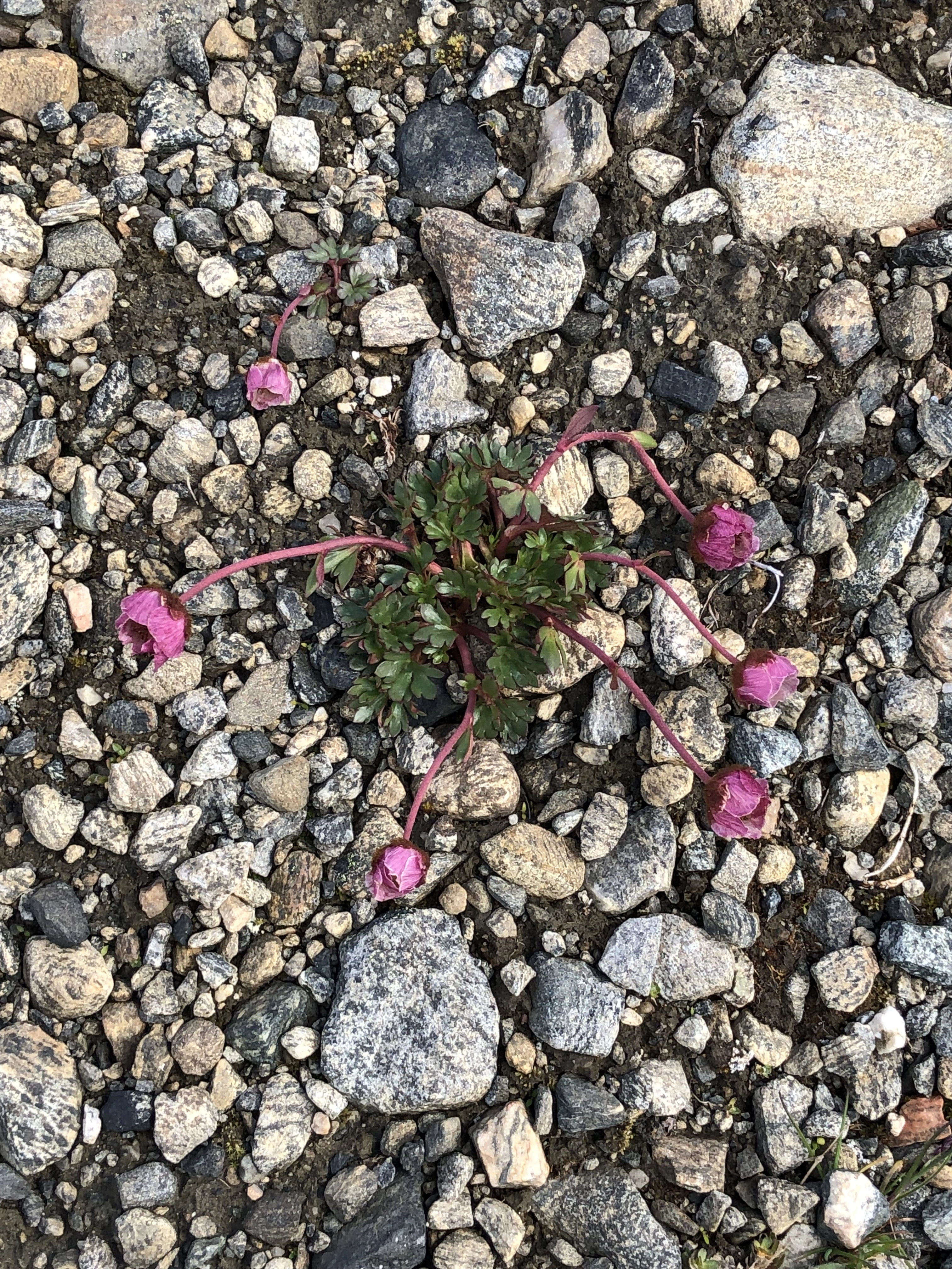 : Ranunculus glacialis.