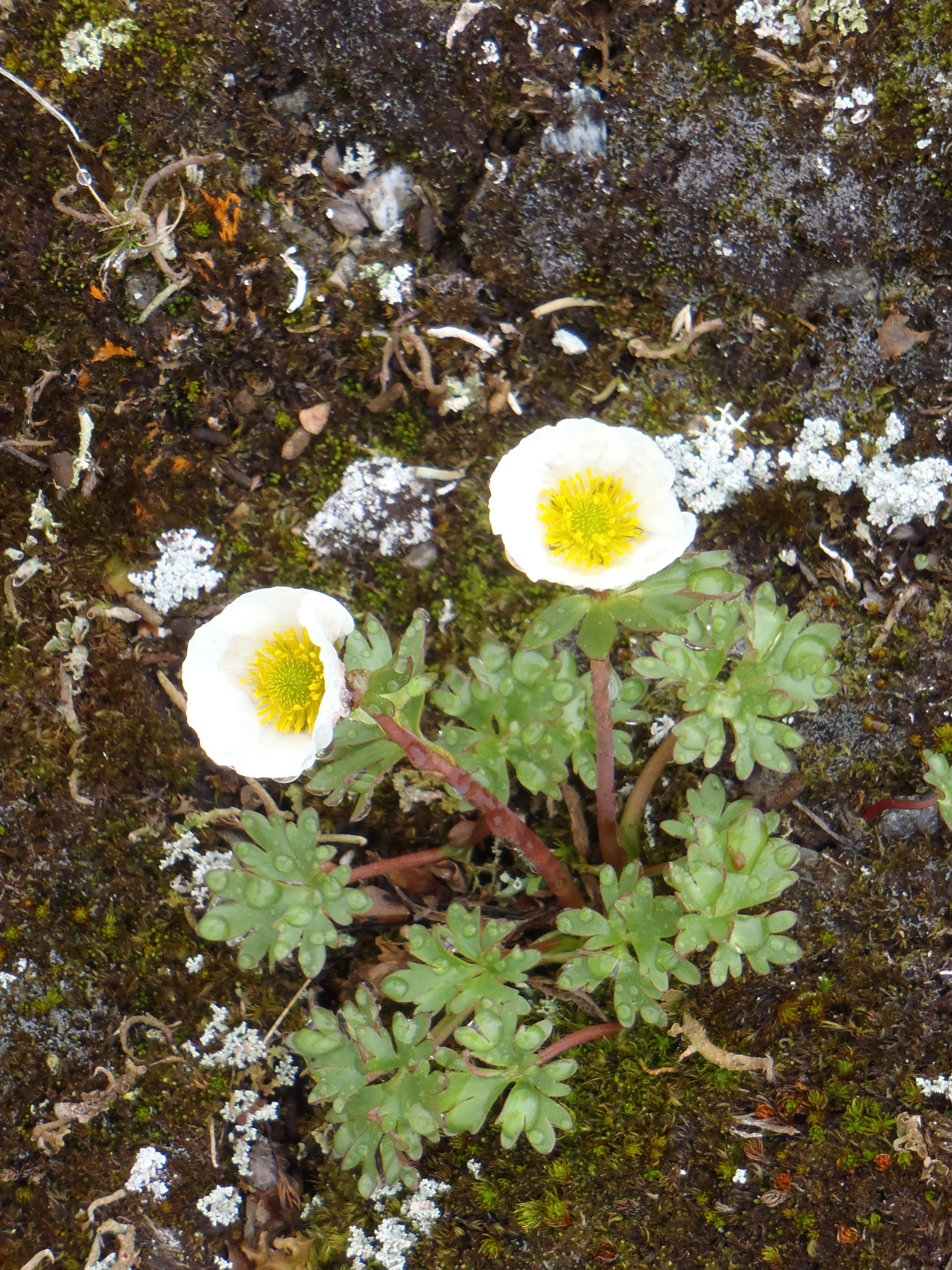 : Ranunculus glacialis.