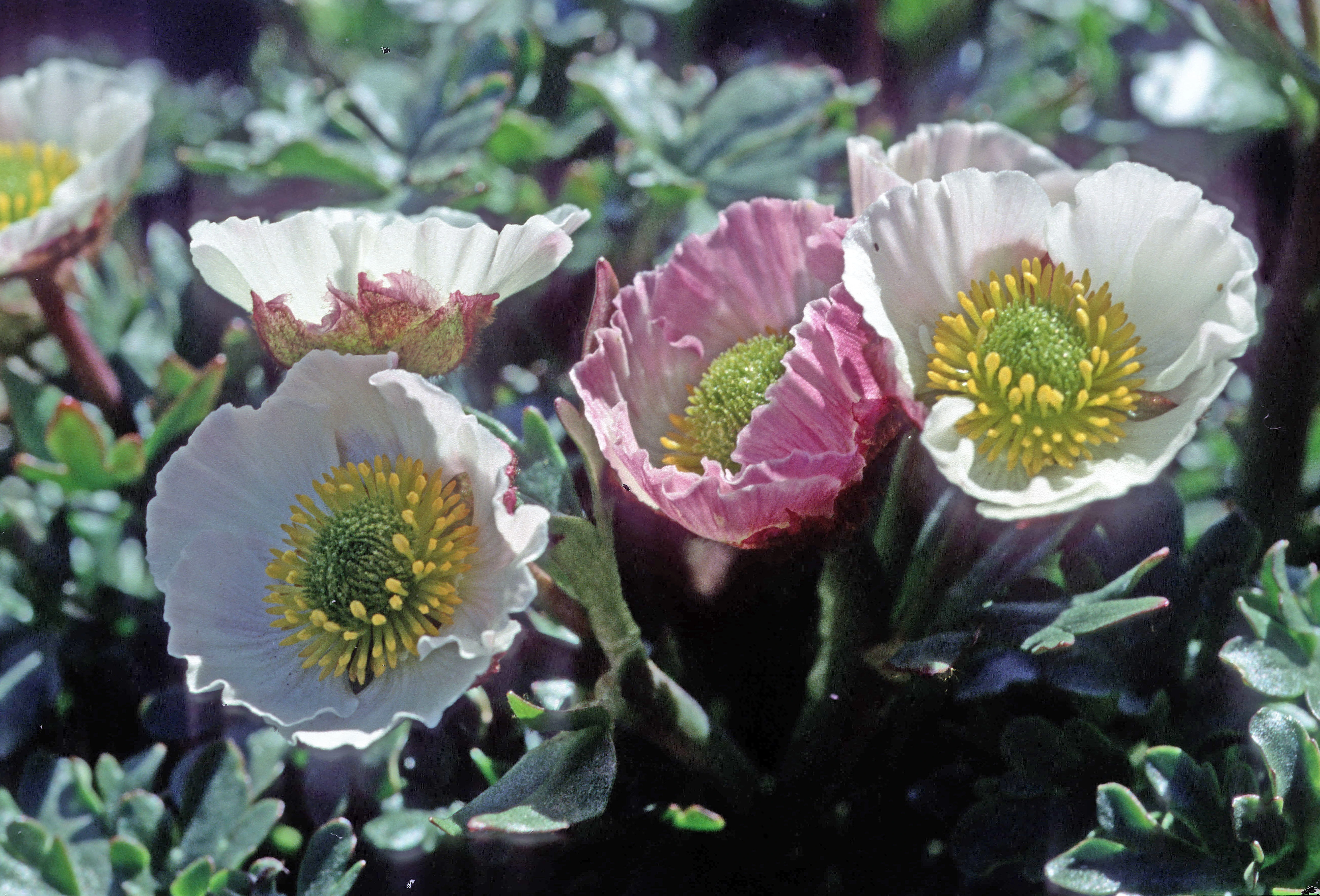 : Ranunculus glacialis.