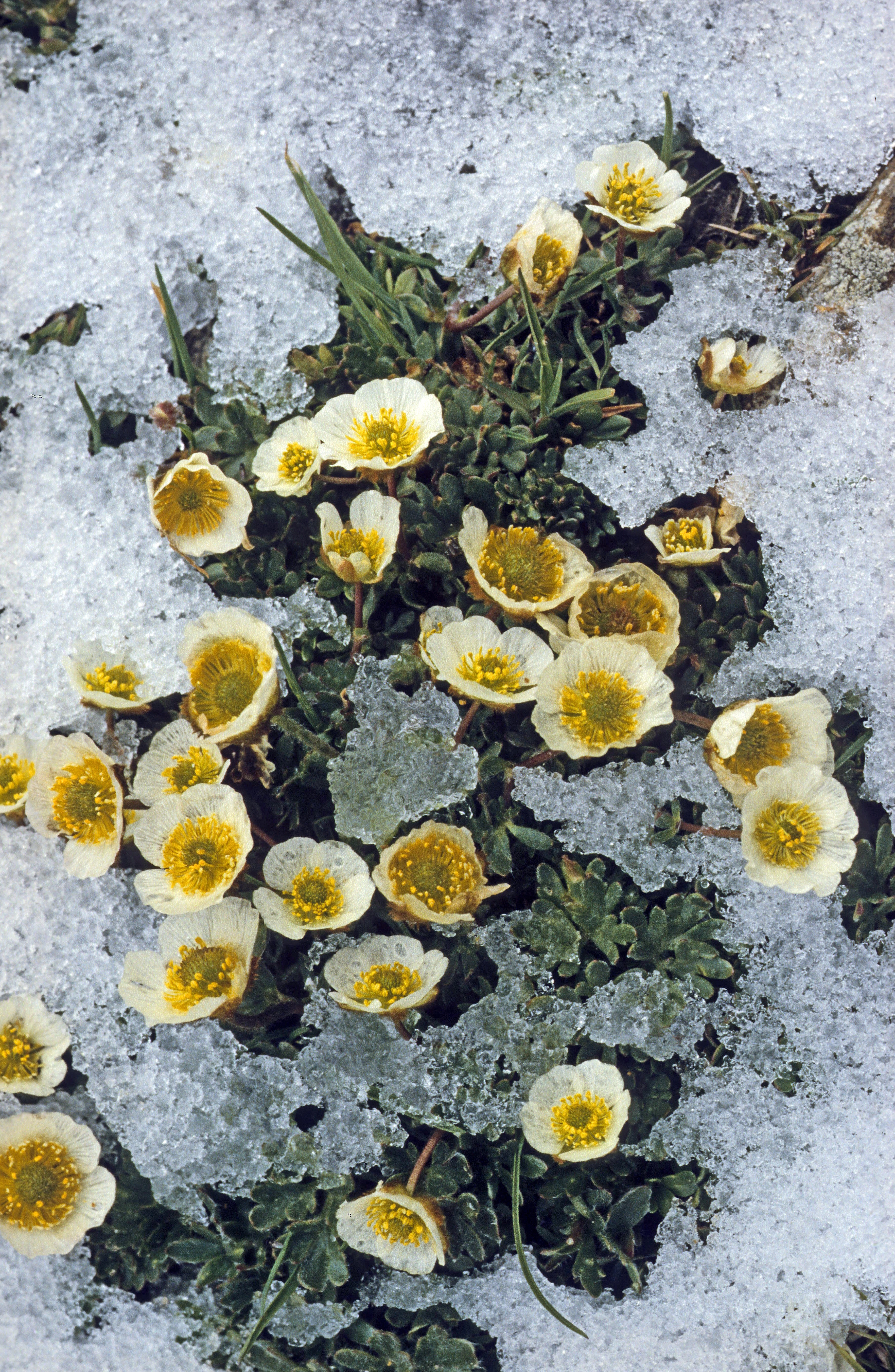 : Ranunculus glacialis.