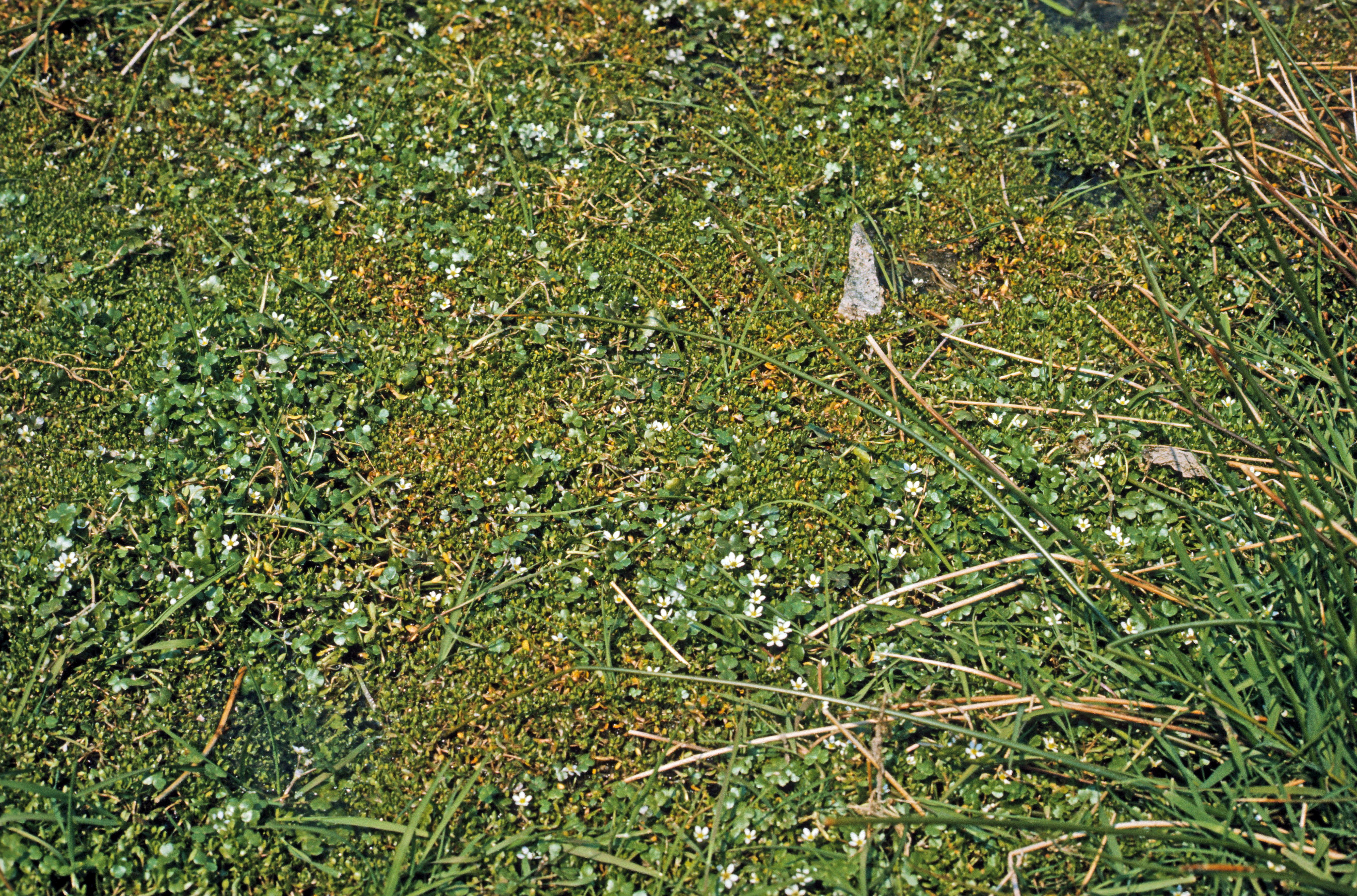 : Ranunculus hederaceus.