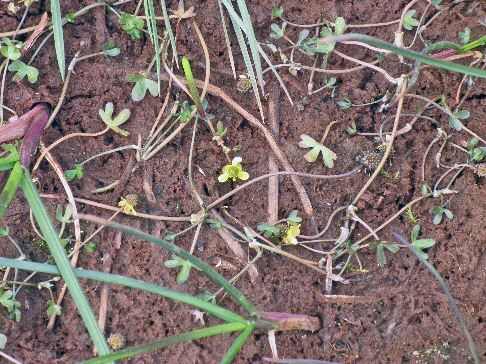 : Ranunculus hyperboreus arnellii.