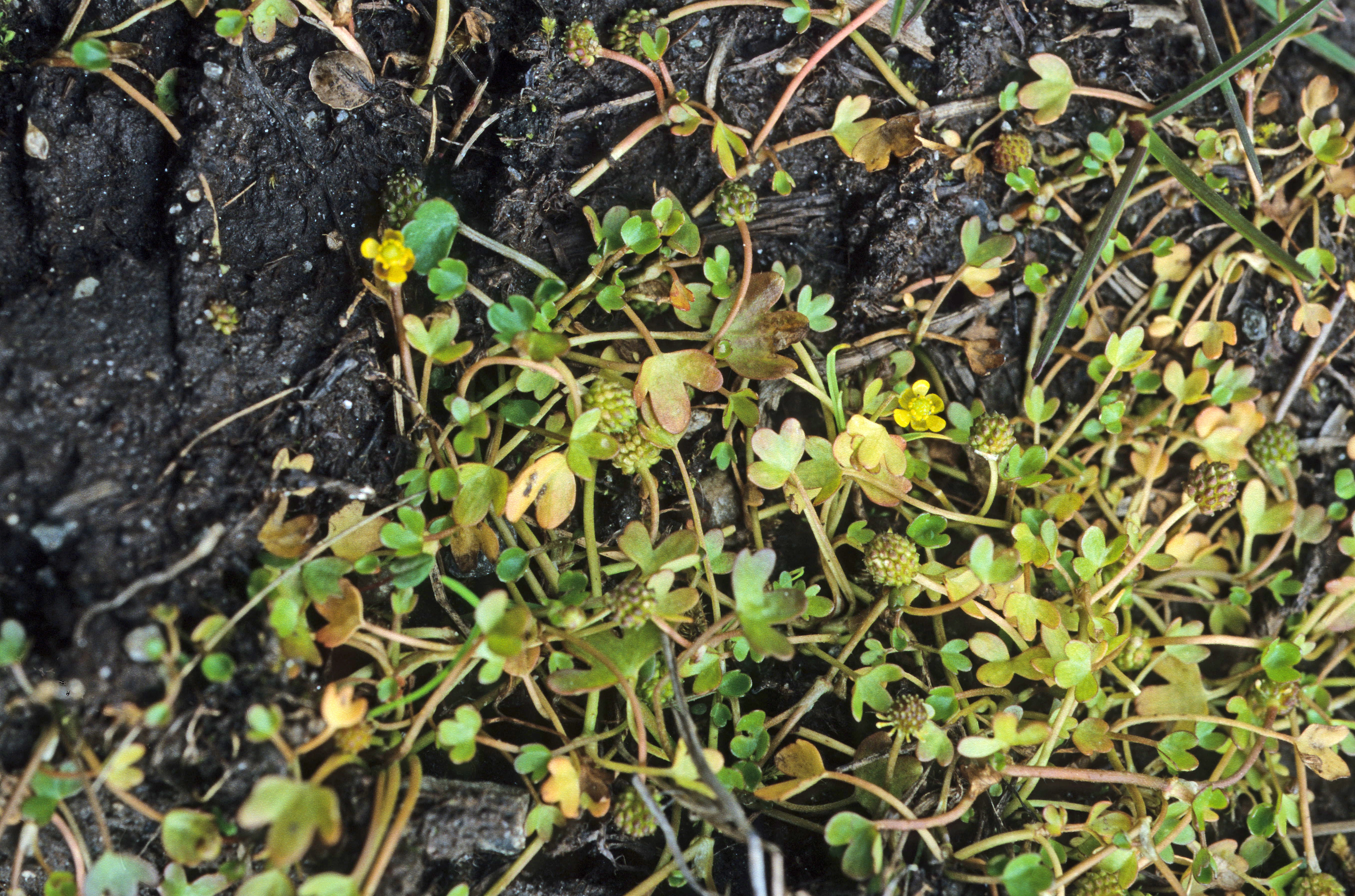 : Ranunculus hyperboreus hyperboreus.