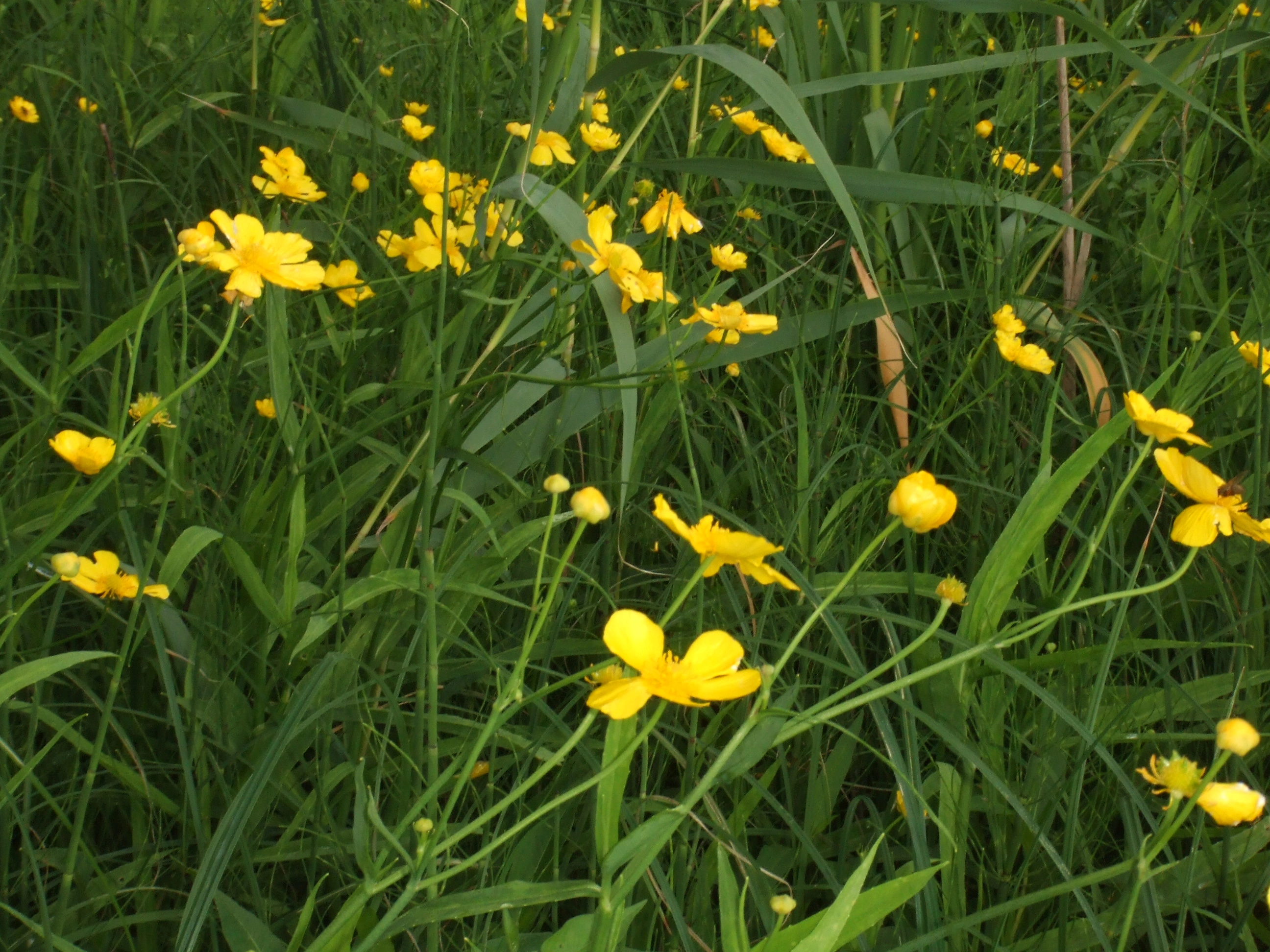 : Ranunculus lingua.