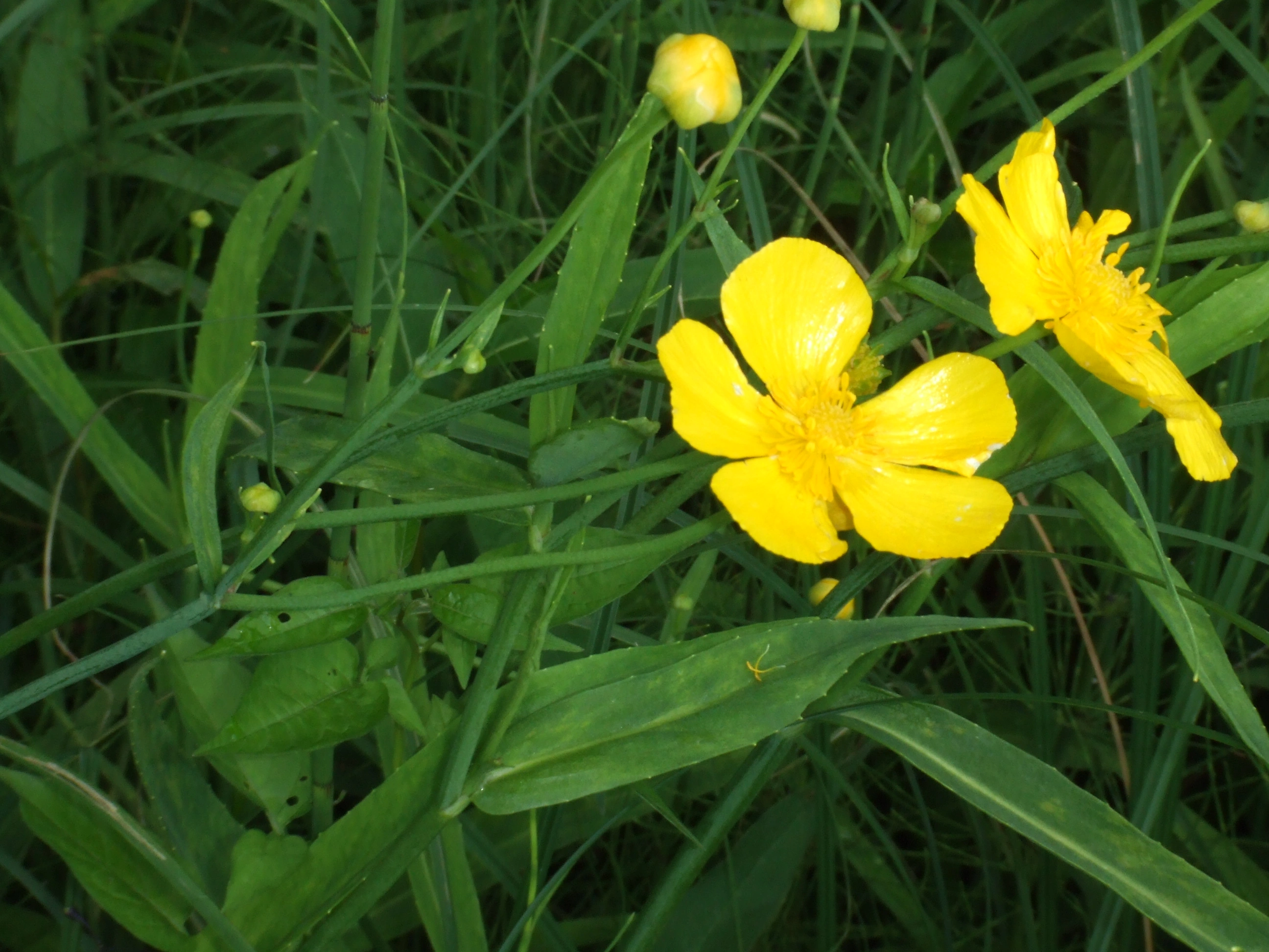 : Ranunculus lingua.